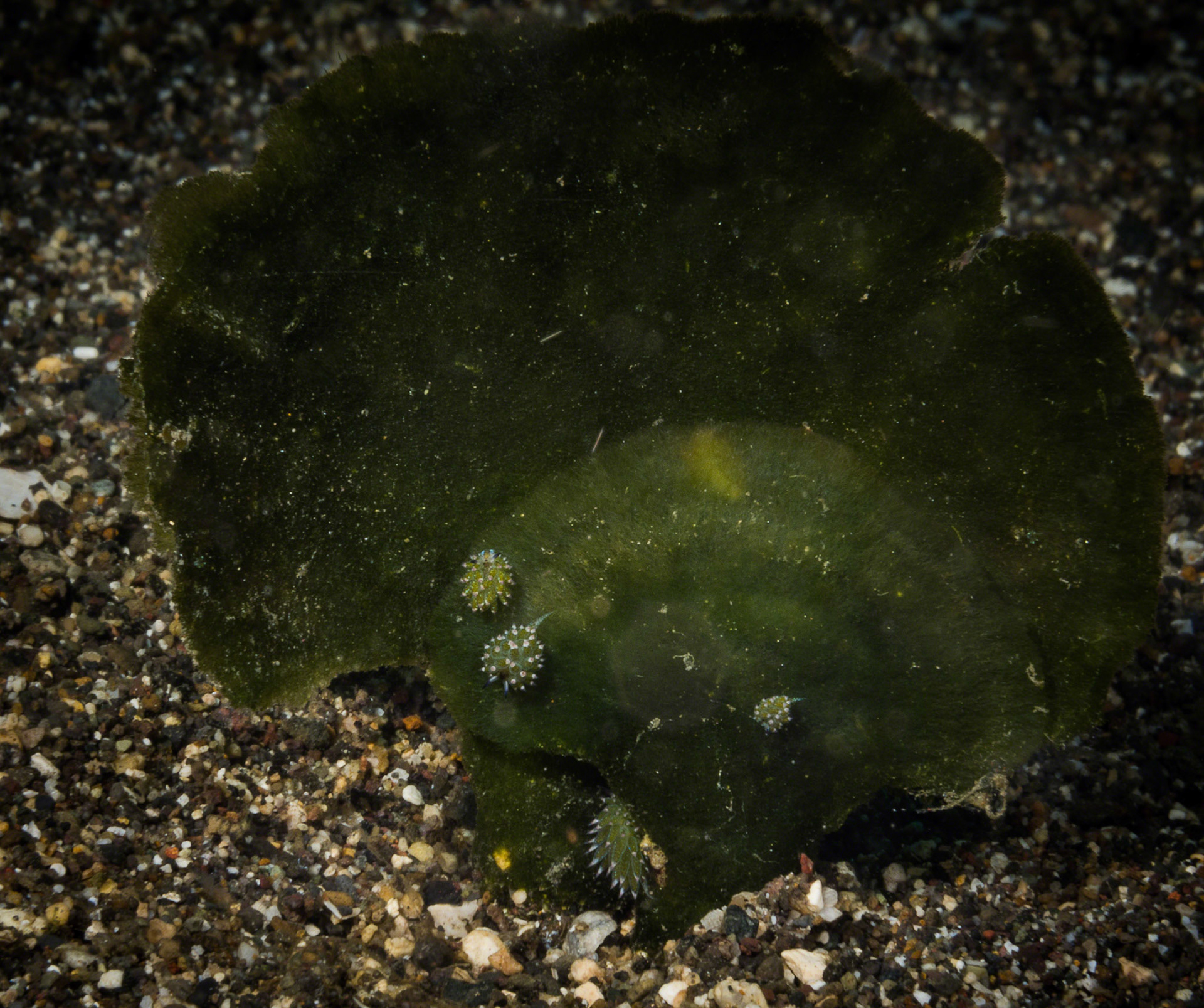 Costasiella kuroshimae