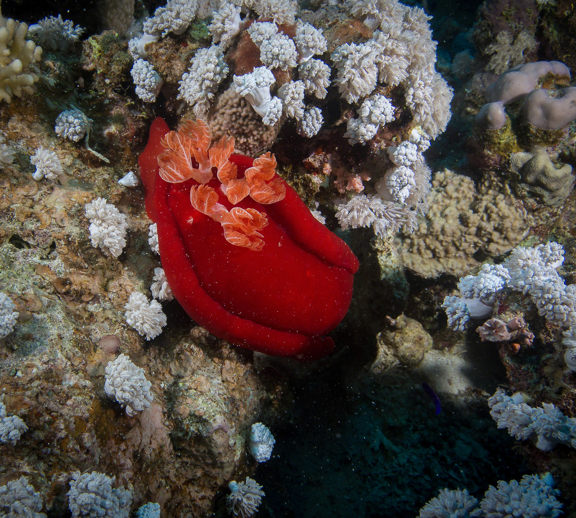 Hexabranchus sanguineus