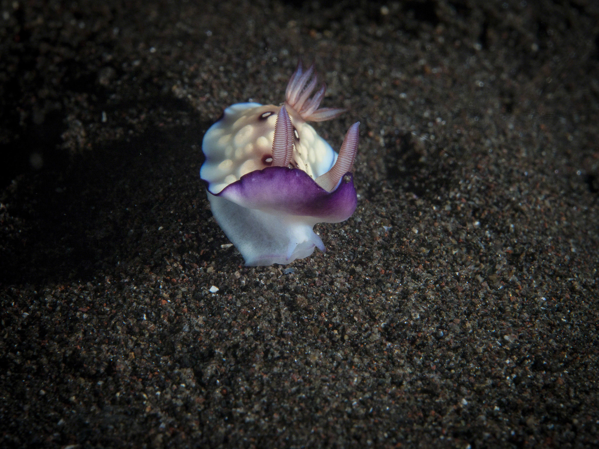Chromodoris hintuanensis