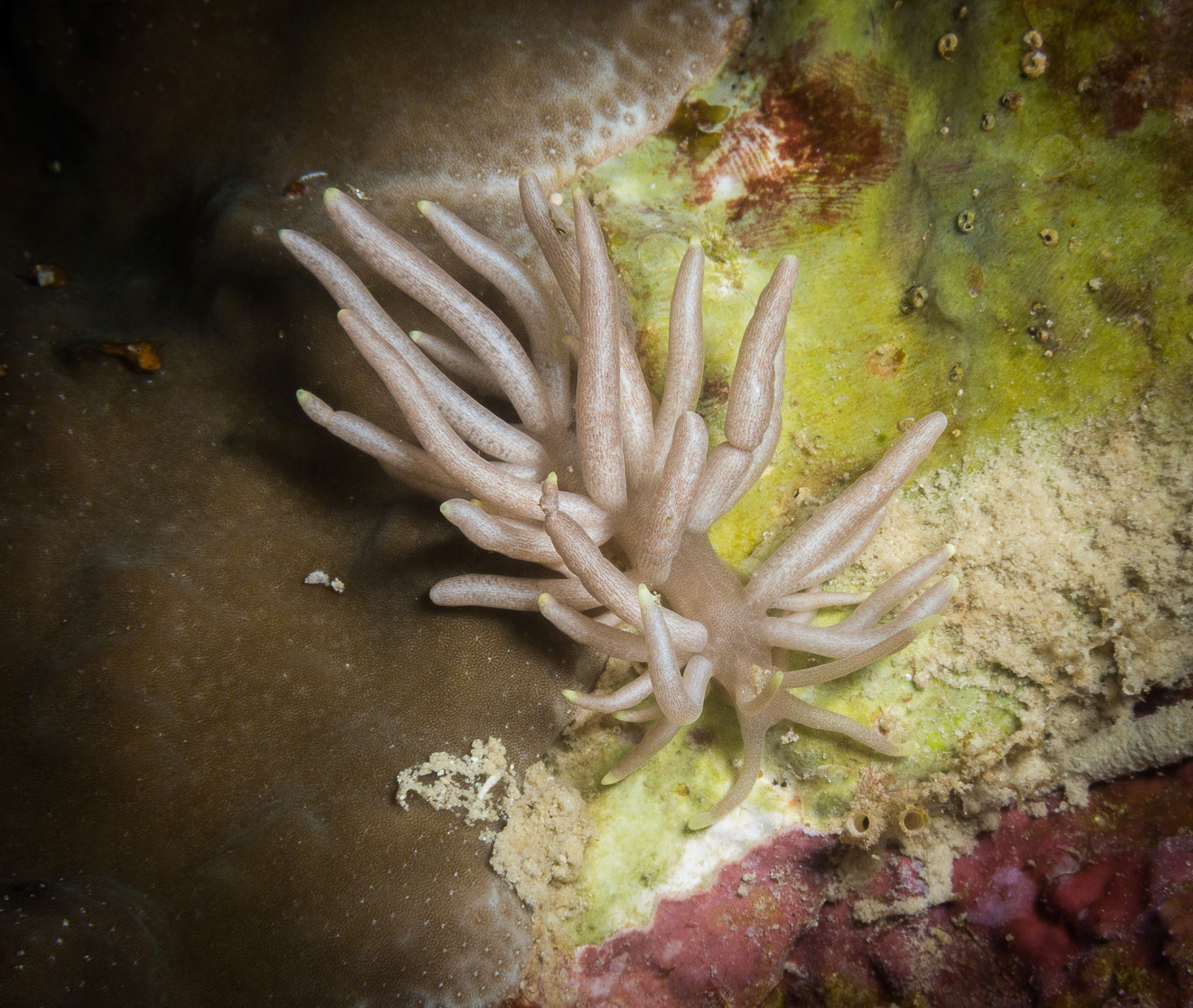 Phyllodesmium briareum