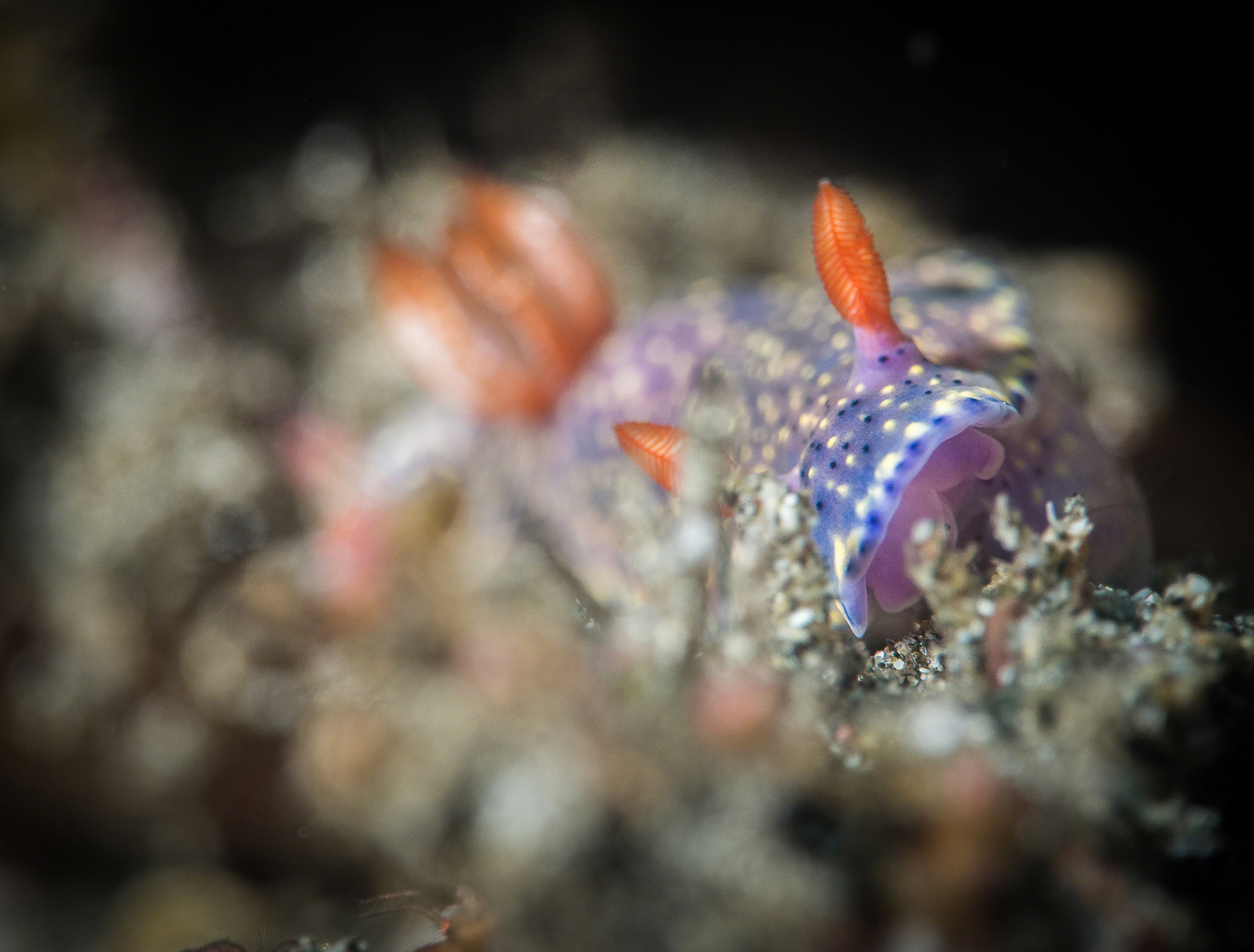 Hypselodoris infucata