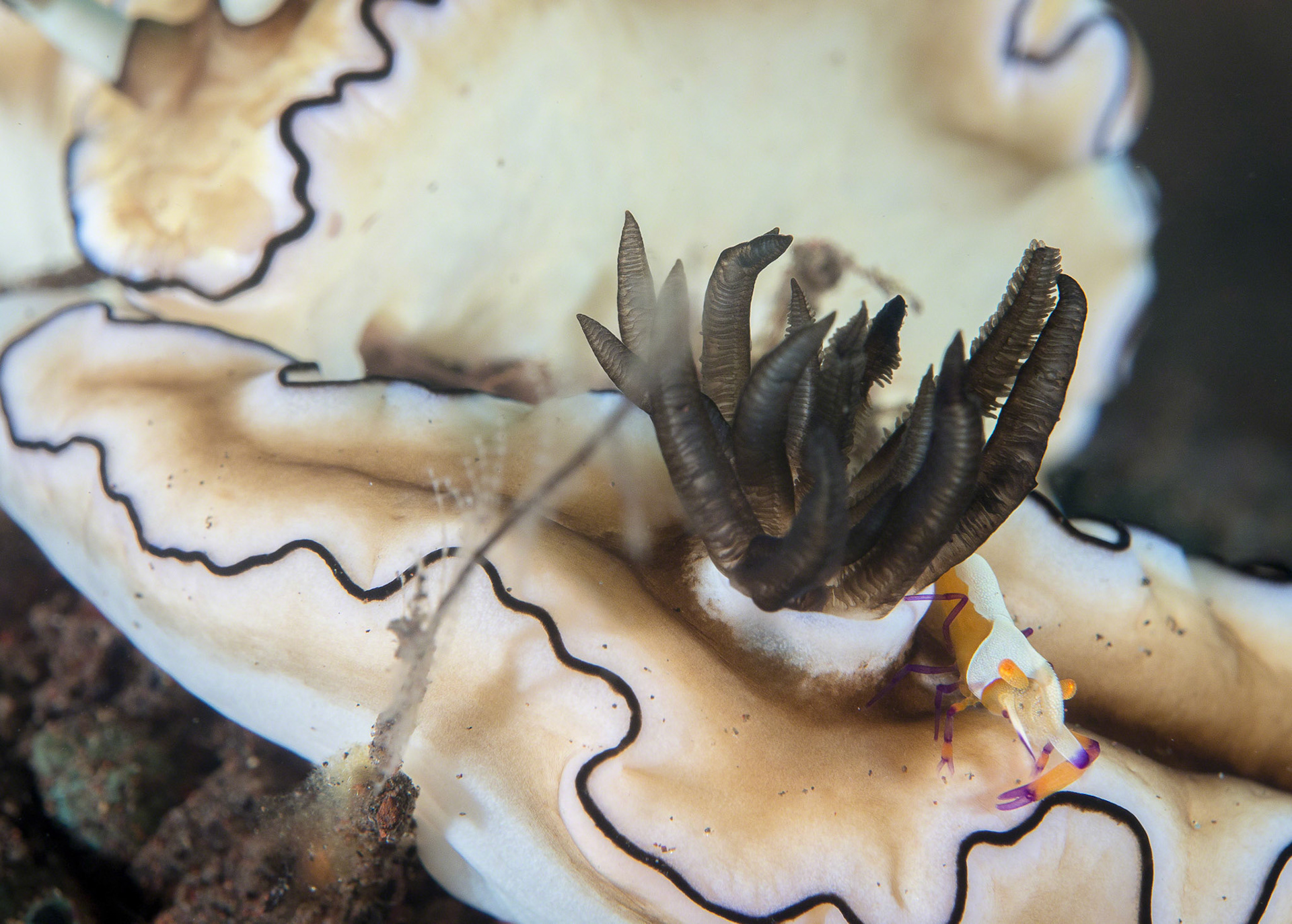 Glossodoris atromarginata