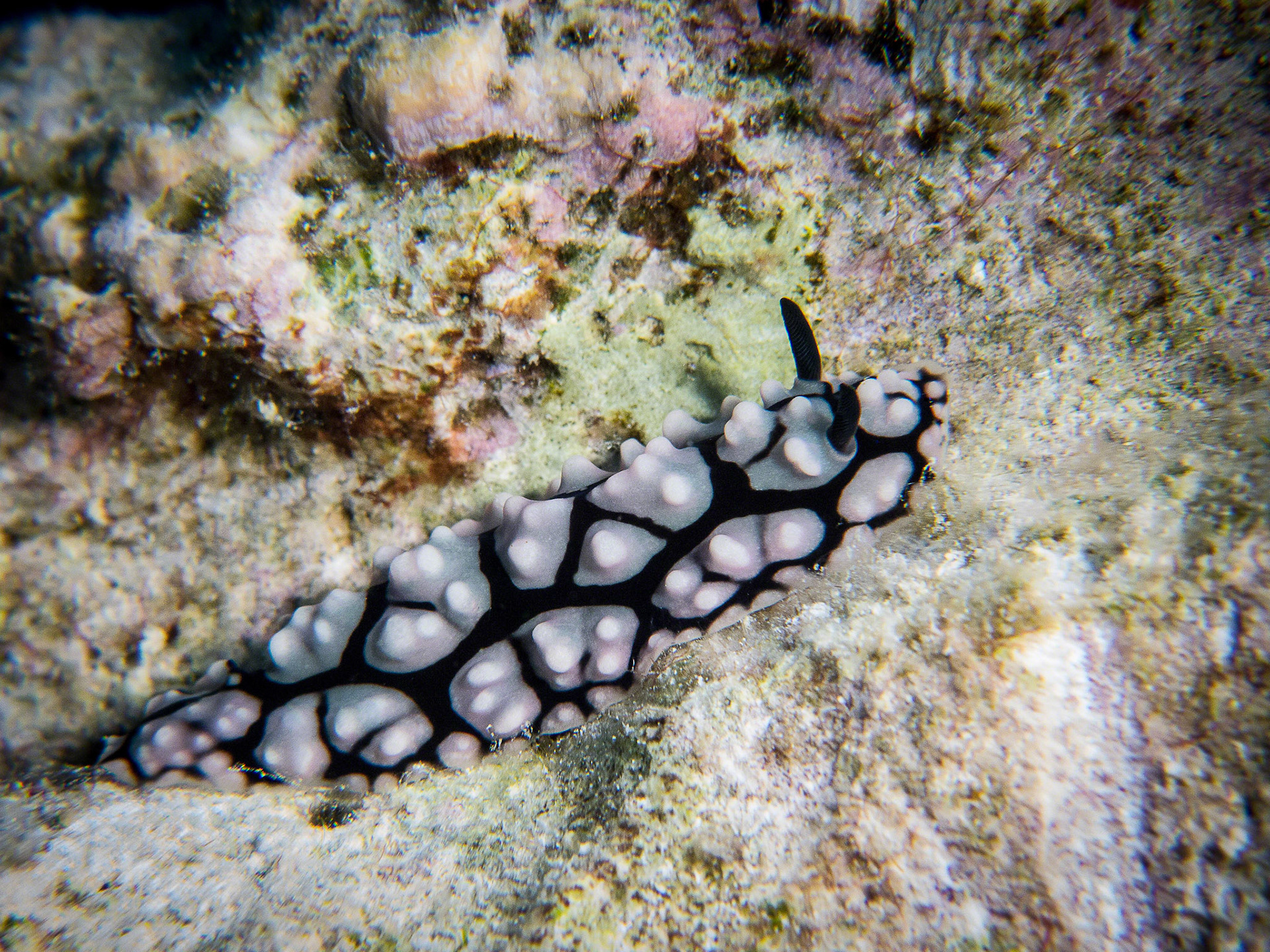 Phyllidiella pustulosa