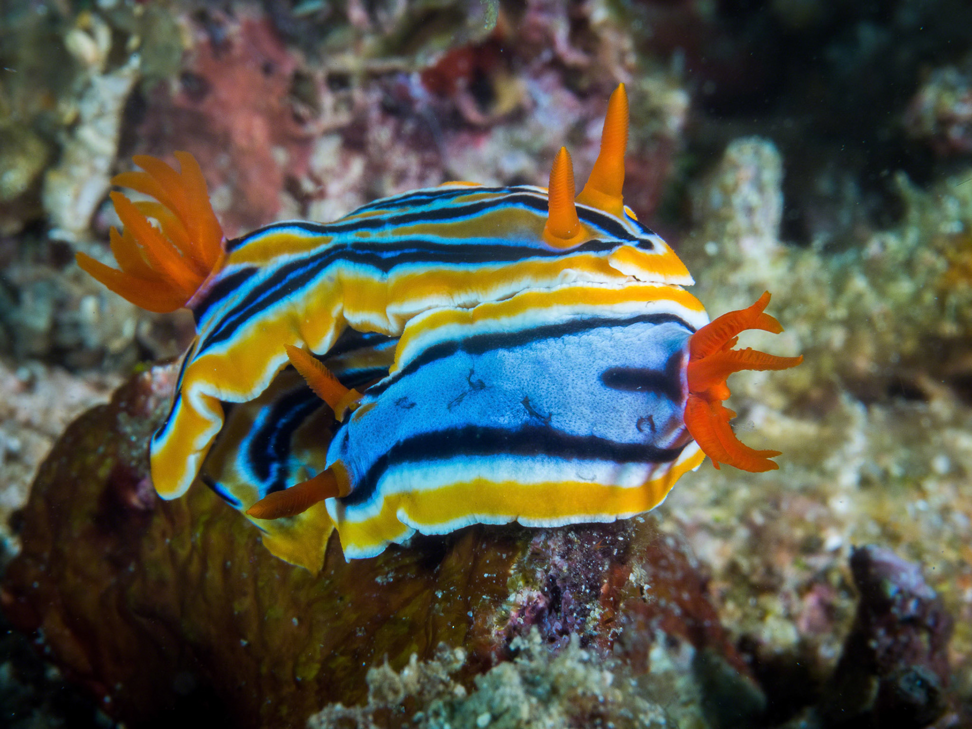 Chromodoris magnifica