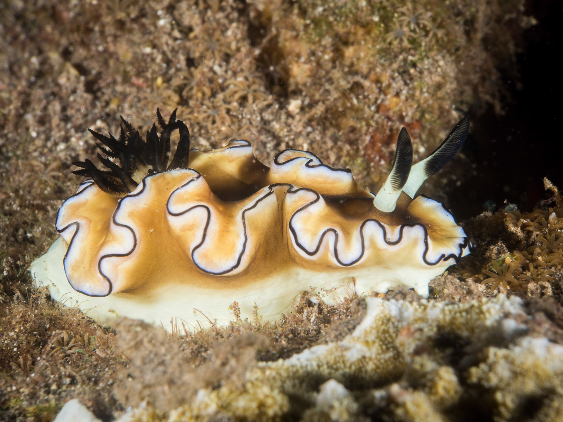 Glossodoris sibogae