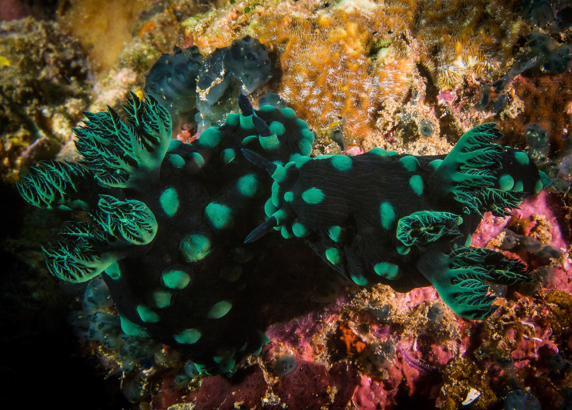 Nembrotha cristata