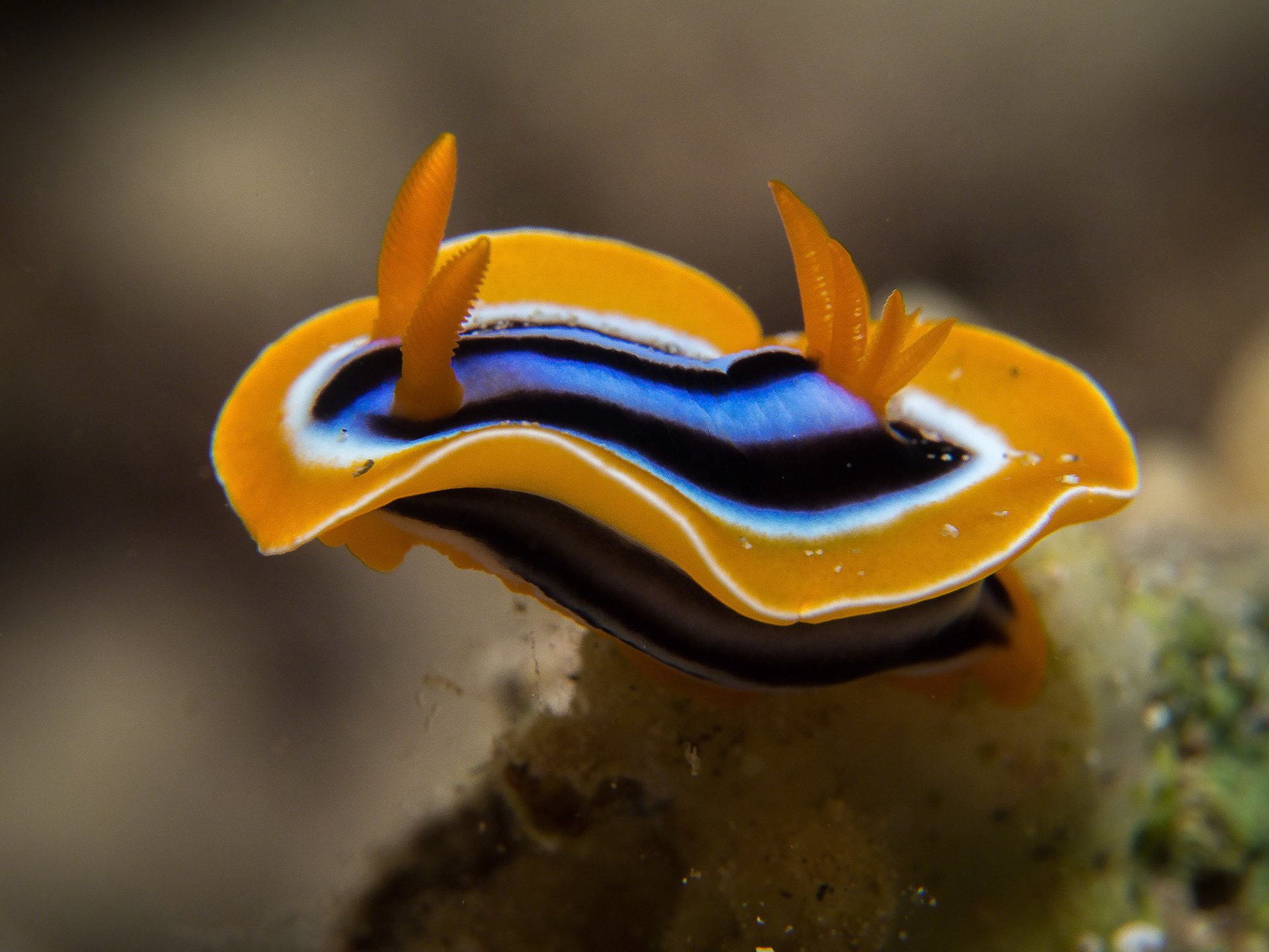 Chromodoris quadricolor