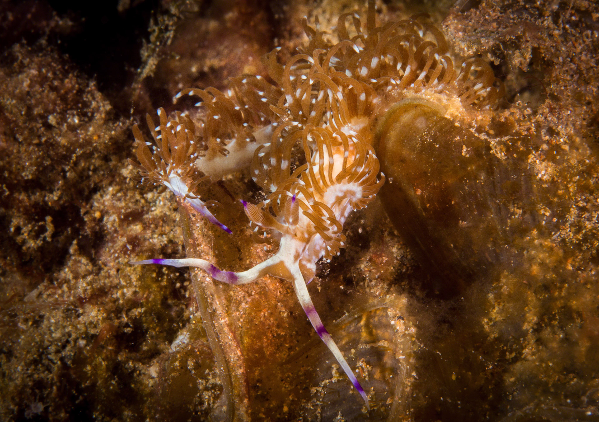 Pteraeolidia ianthina