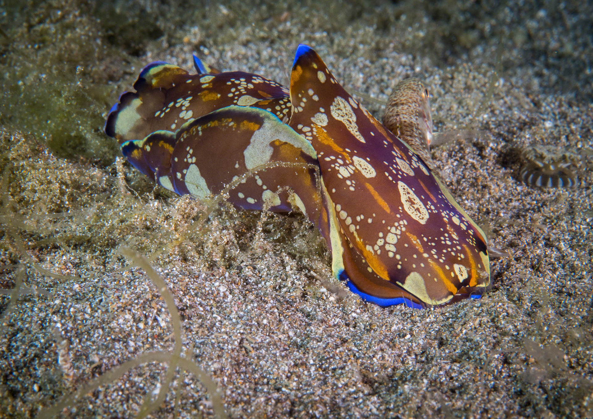 Philinopsis speciosa