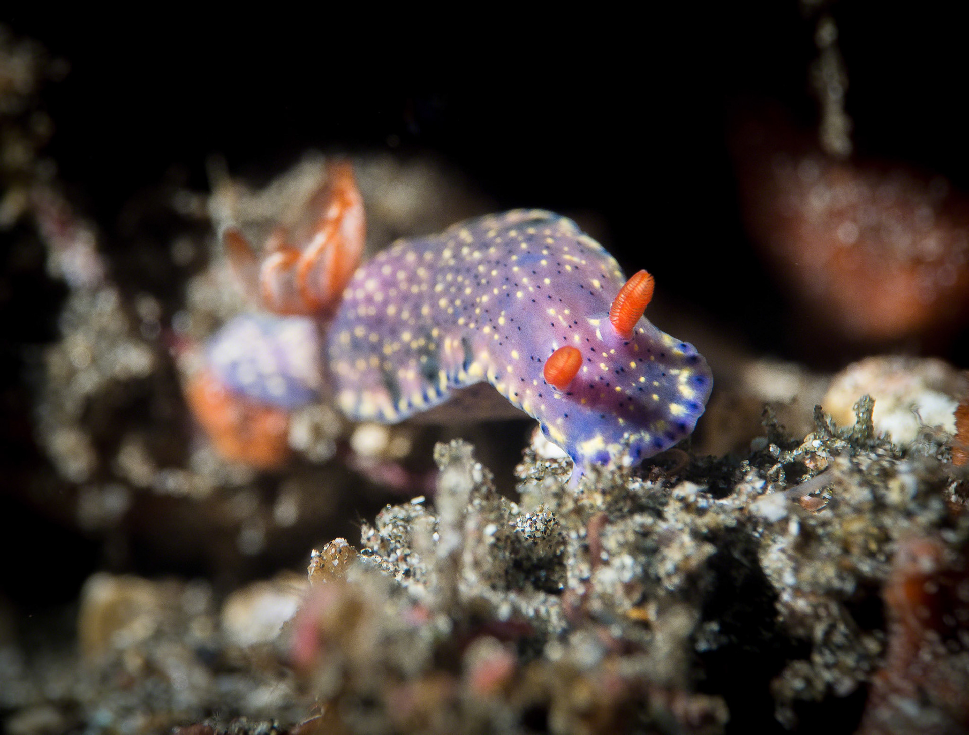Hypselodoris infucata