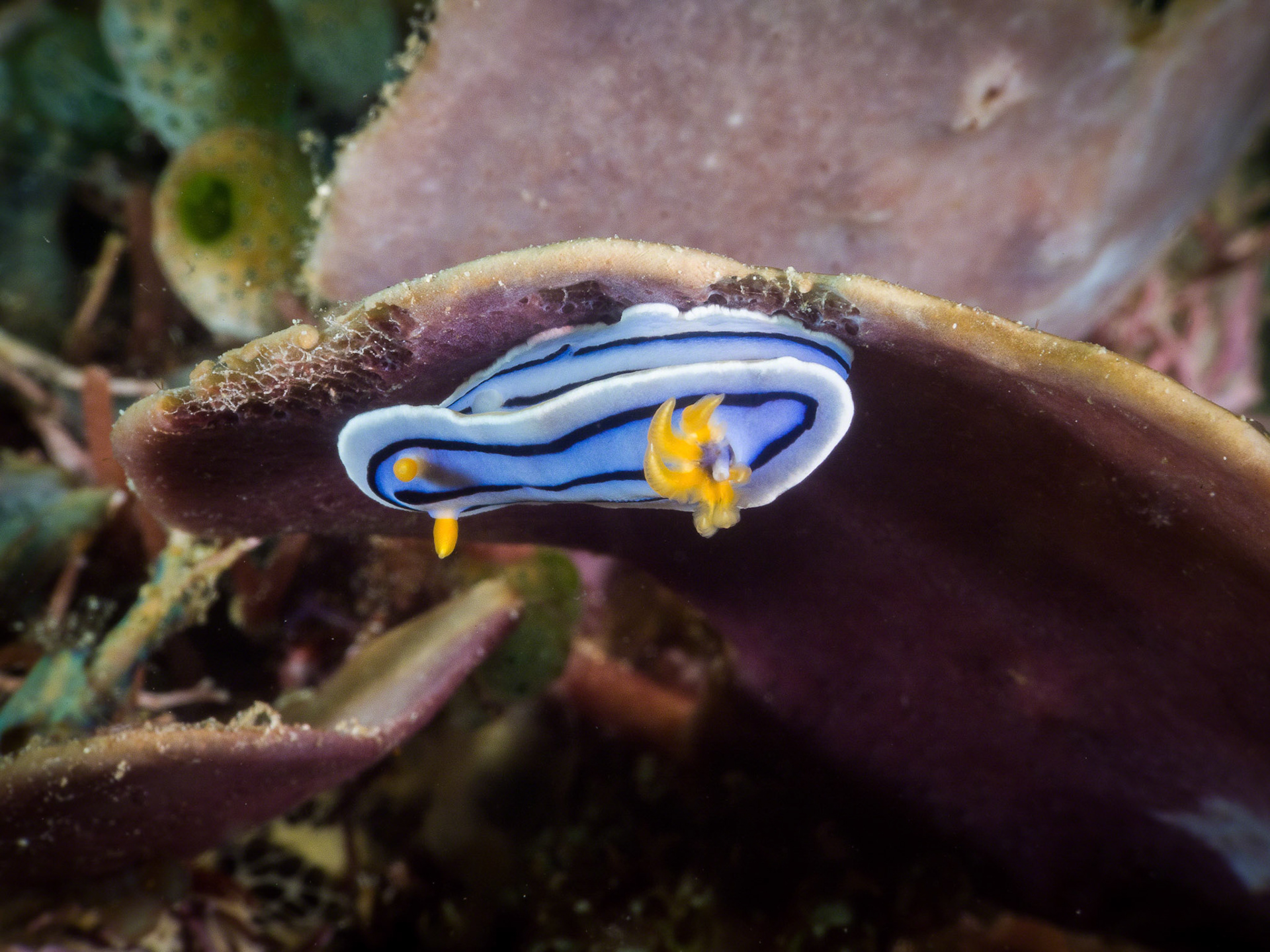 Chromodoris elisabethina