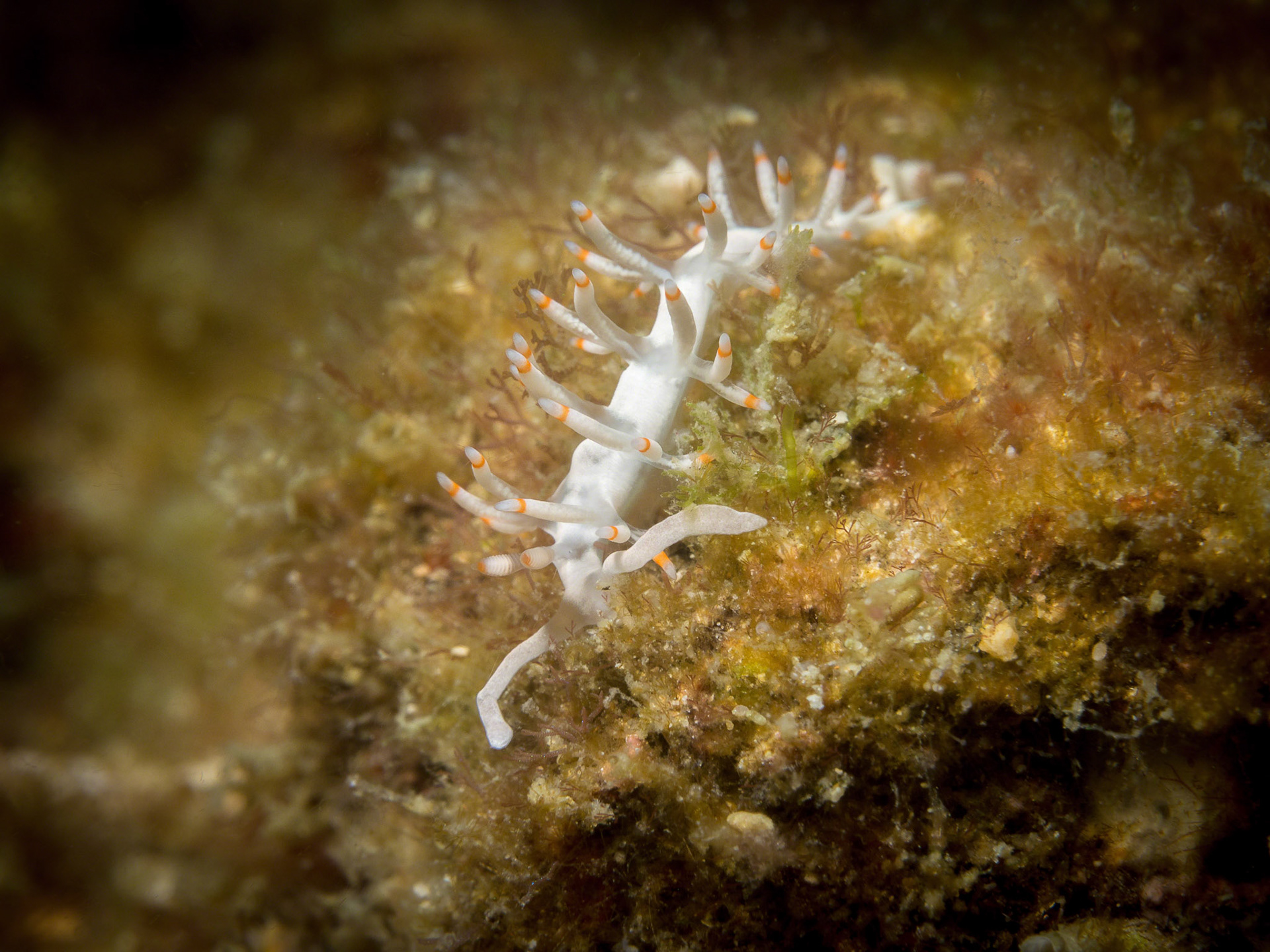 Flabellina bicolor