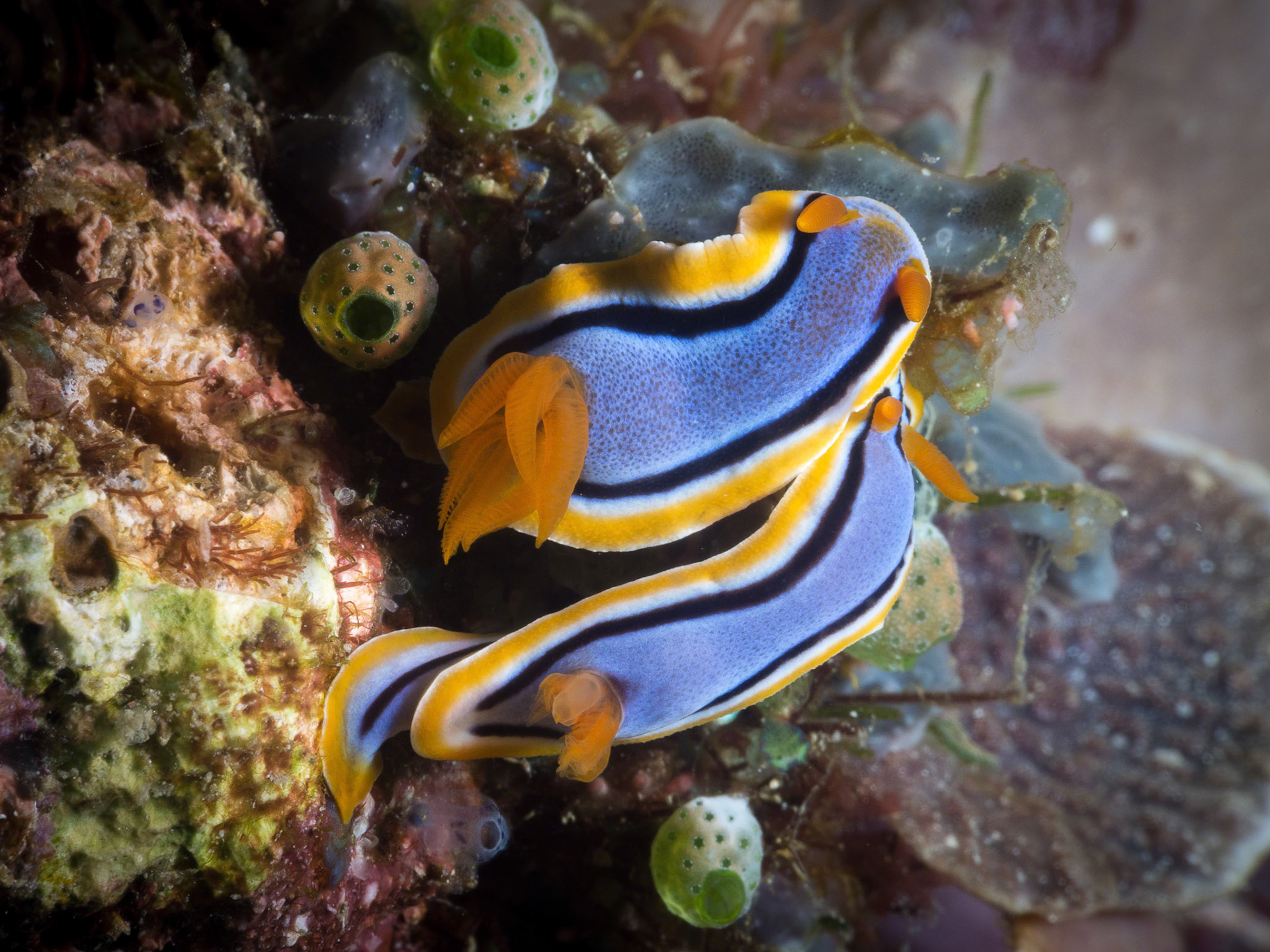 Chromodoris annae