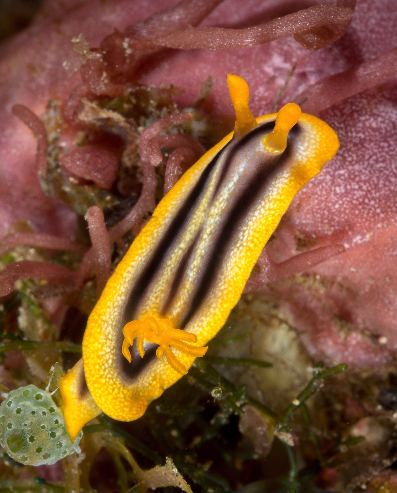 Chromodoris joshi