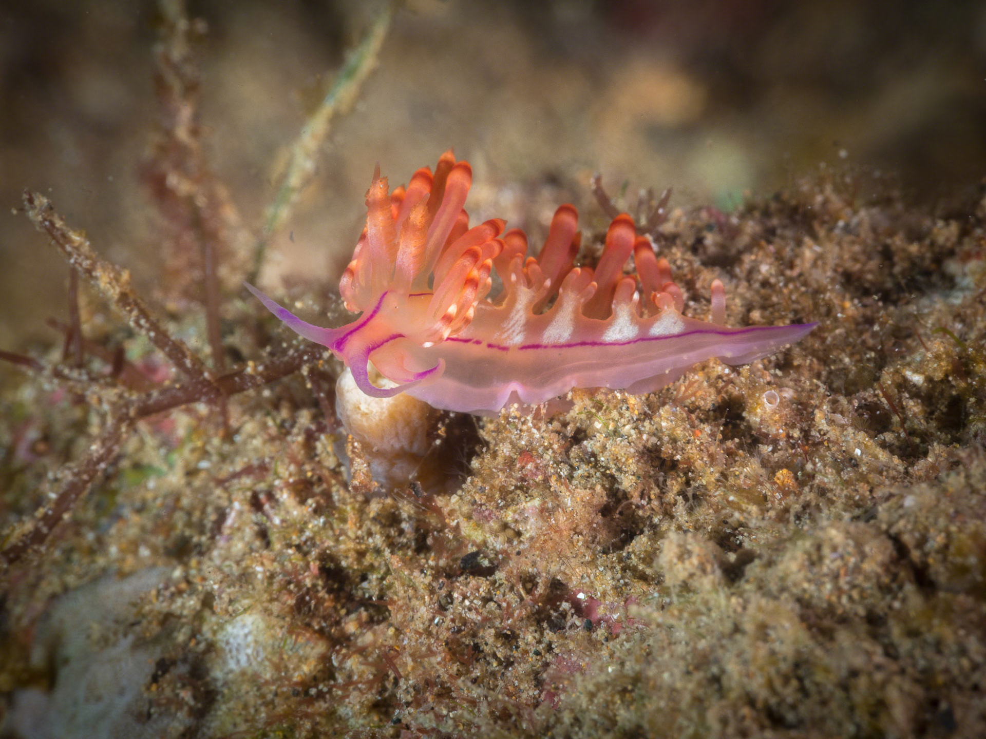 Flabellina rubrolineata