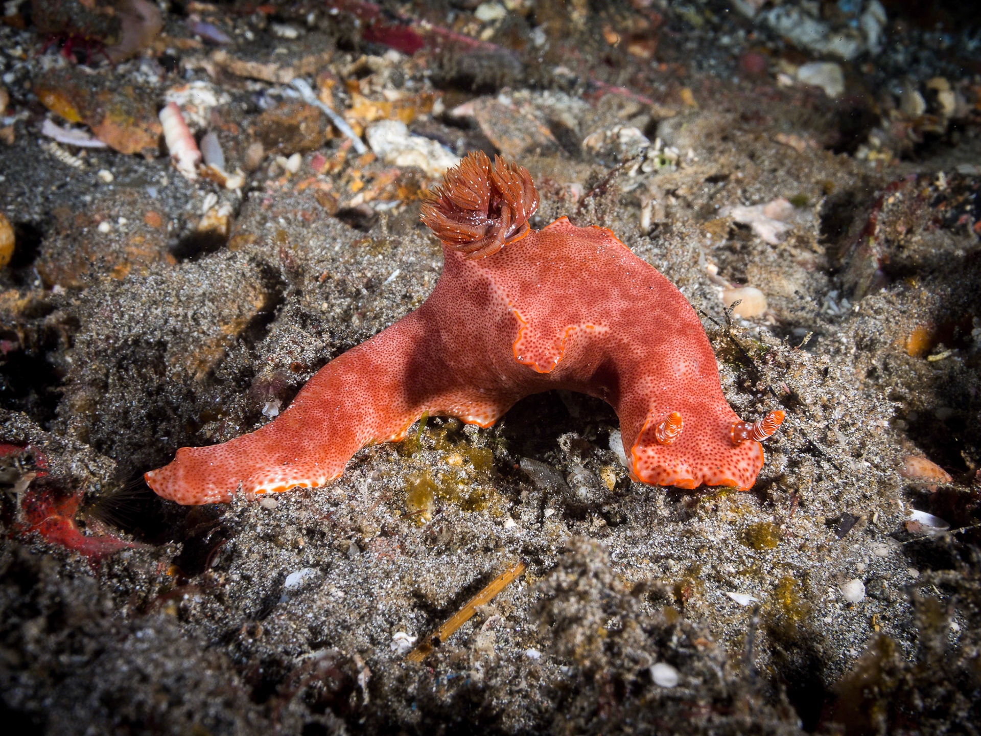 Ceratosoma gracillimum