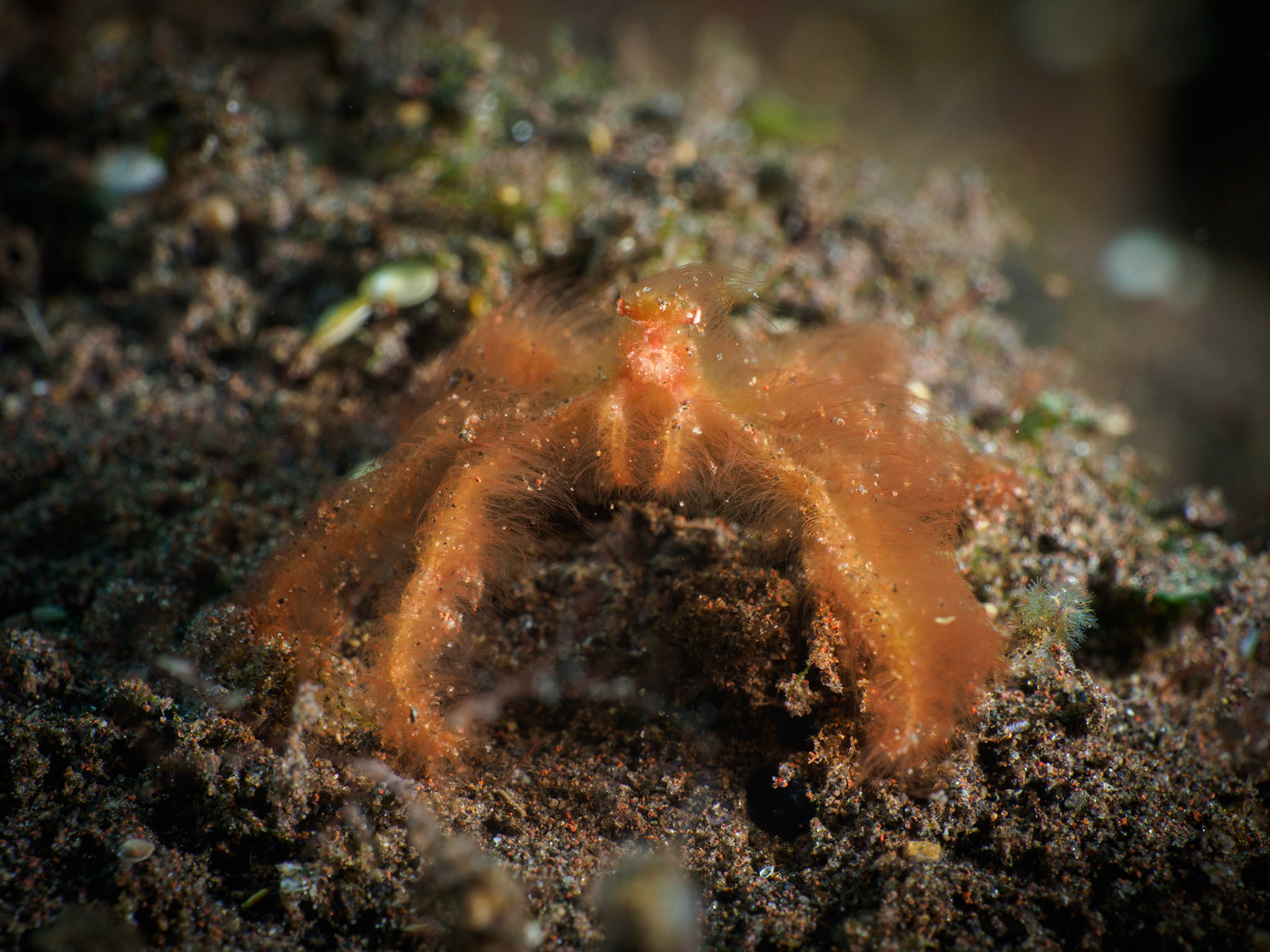 Orangutan crab