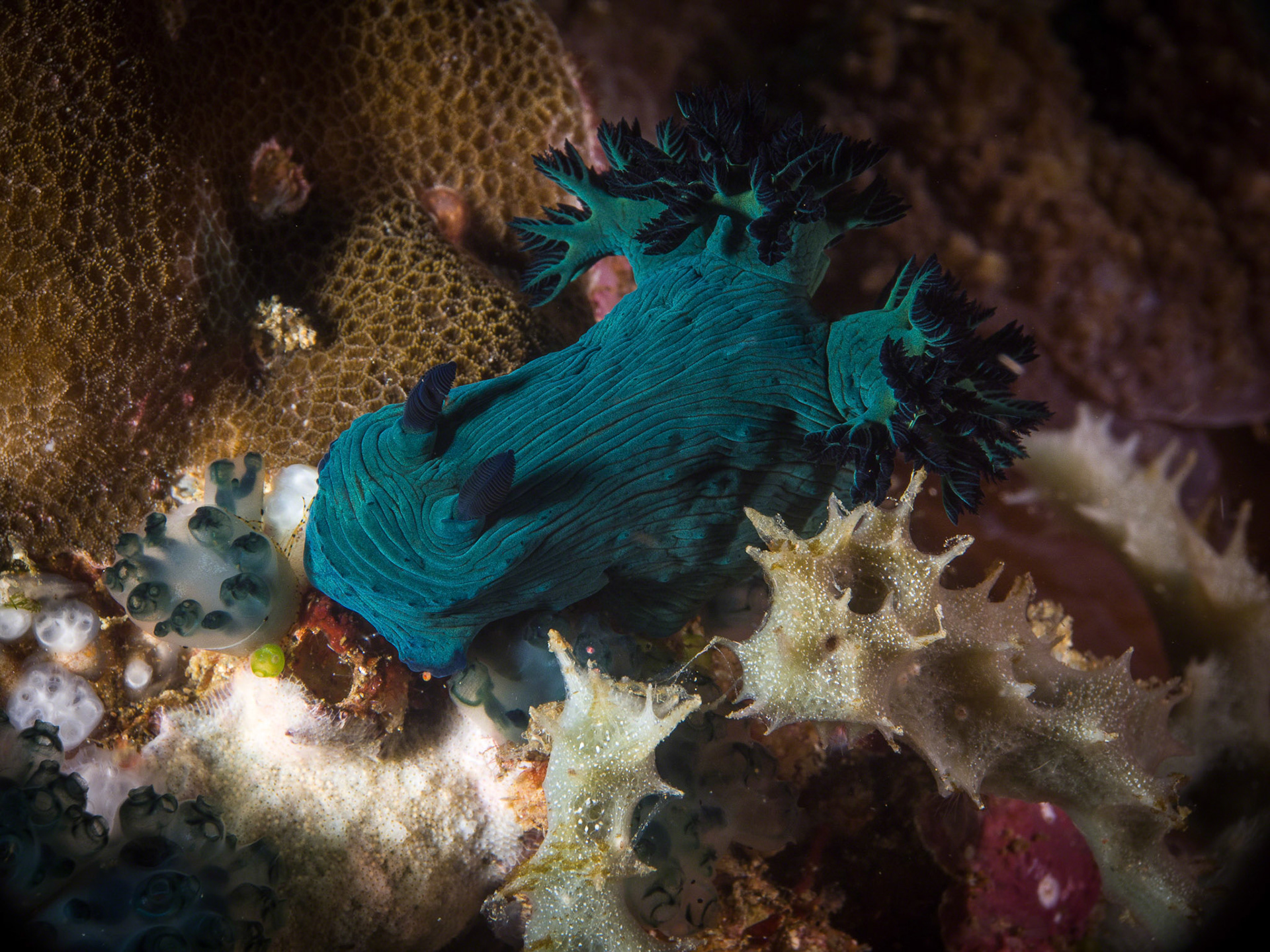 Nembrotha milleri