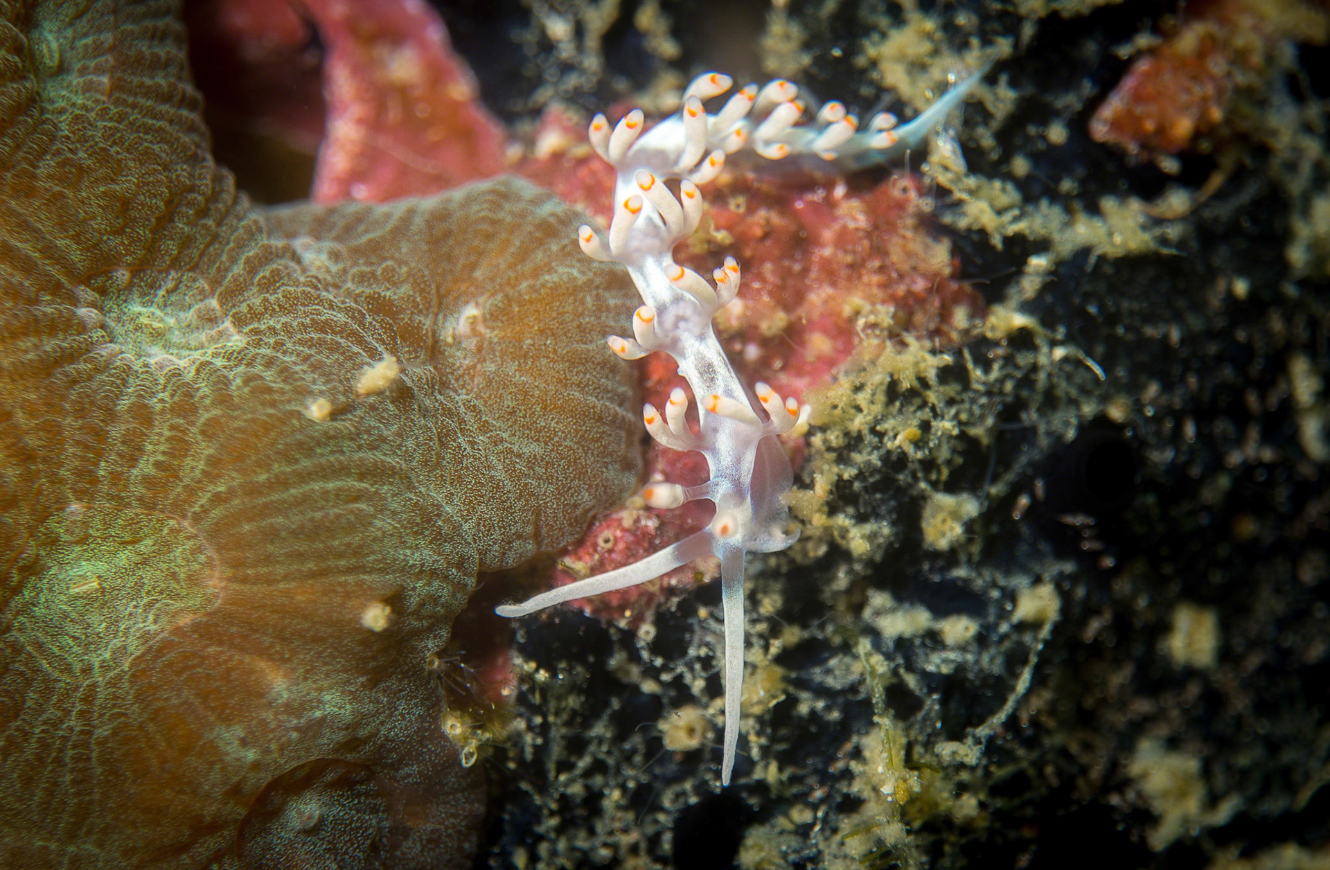 Flabellina bicolor