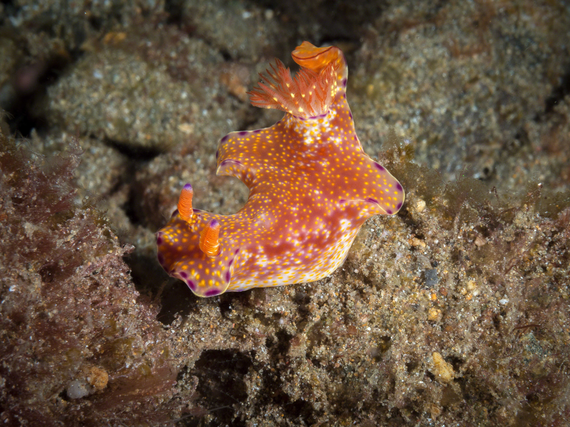Ceratosoma tenue