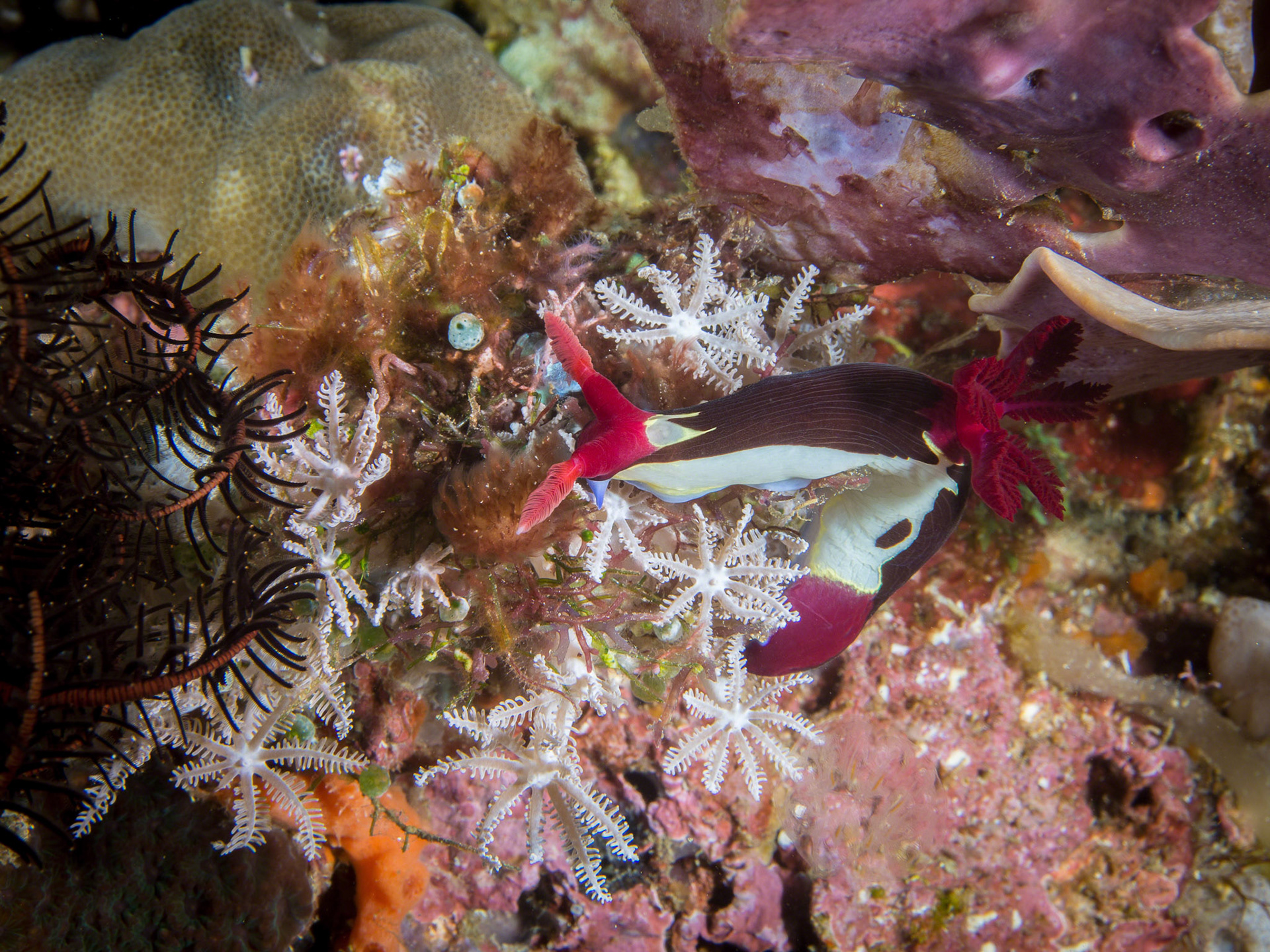 Nembrotha chamberlaini