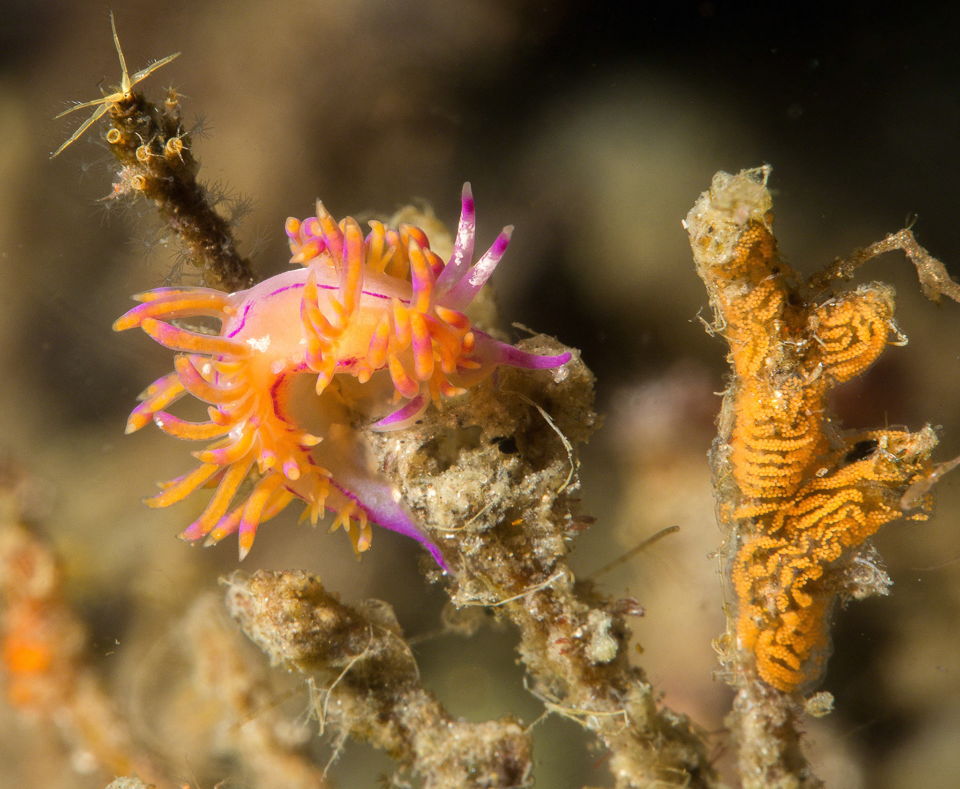 Flabellina rubrolineata