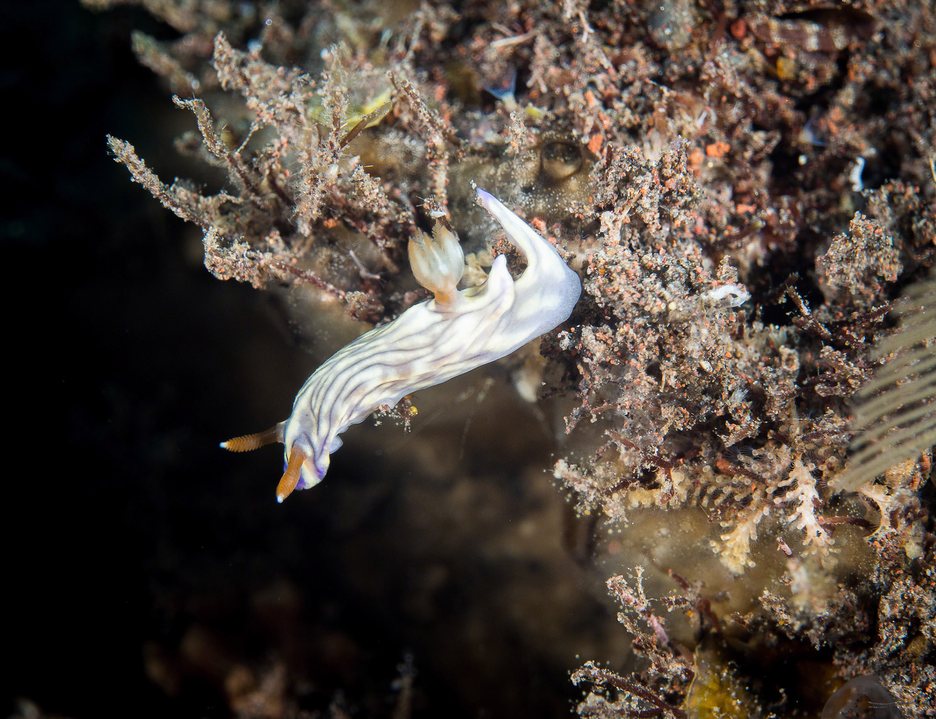 Hypselodoris whitei