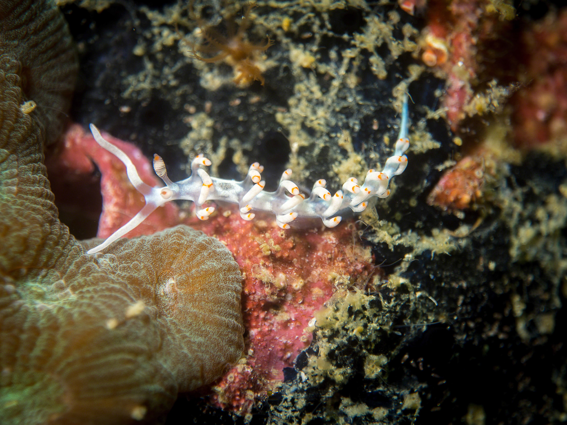 Flabellina bicolor