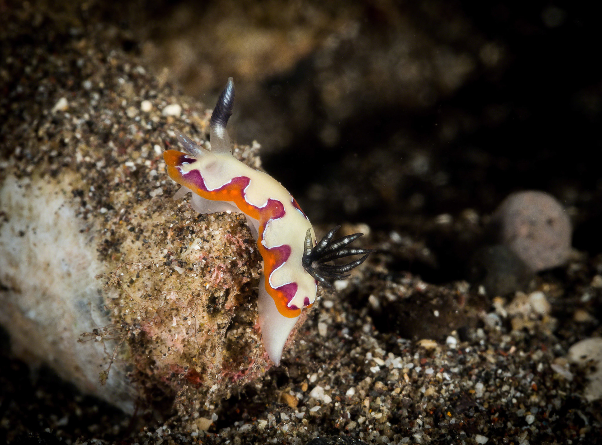 Chromodoris fidelis
