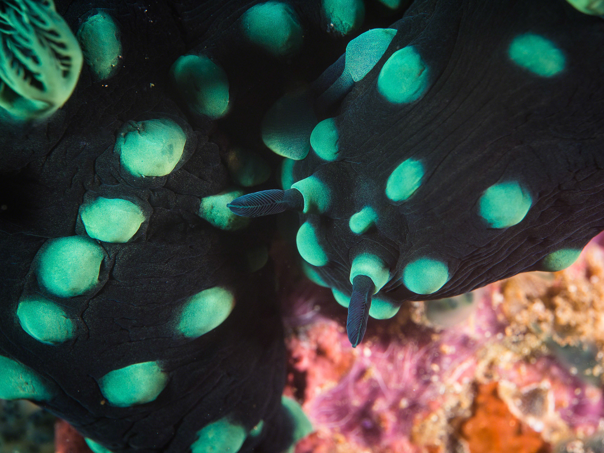 Nembrotha cristata