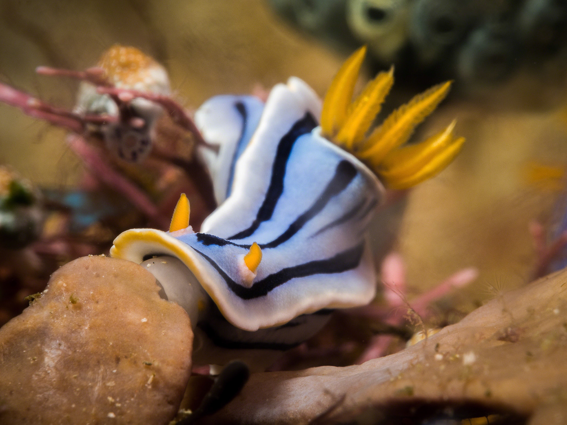 Chromodoris elisabethina