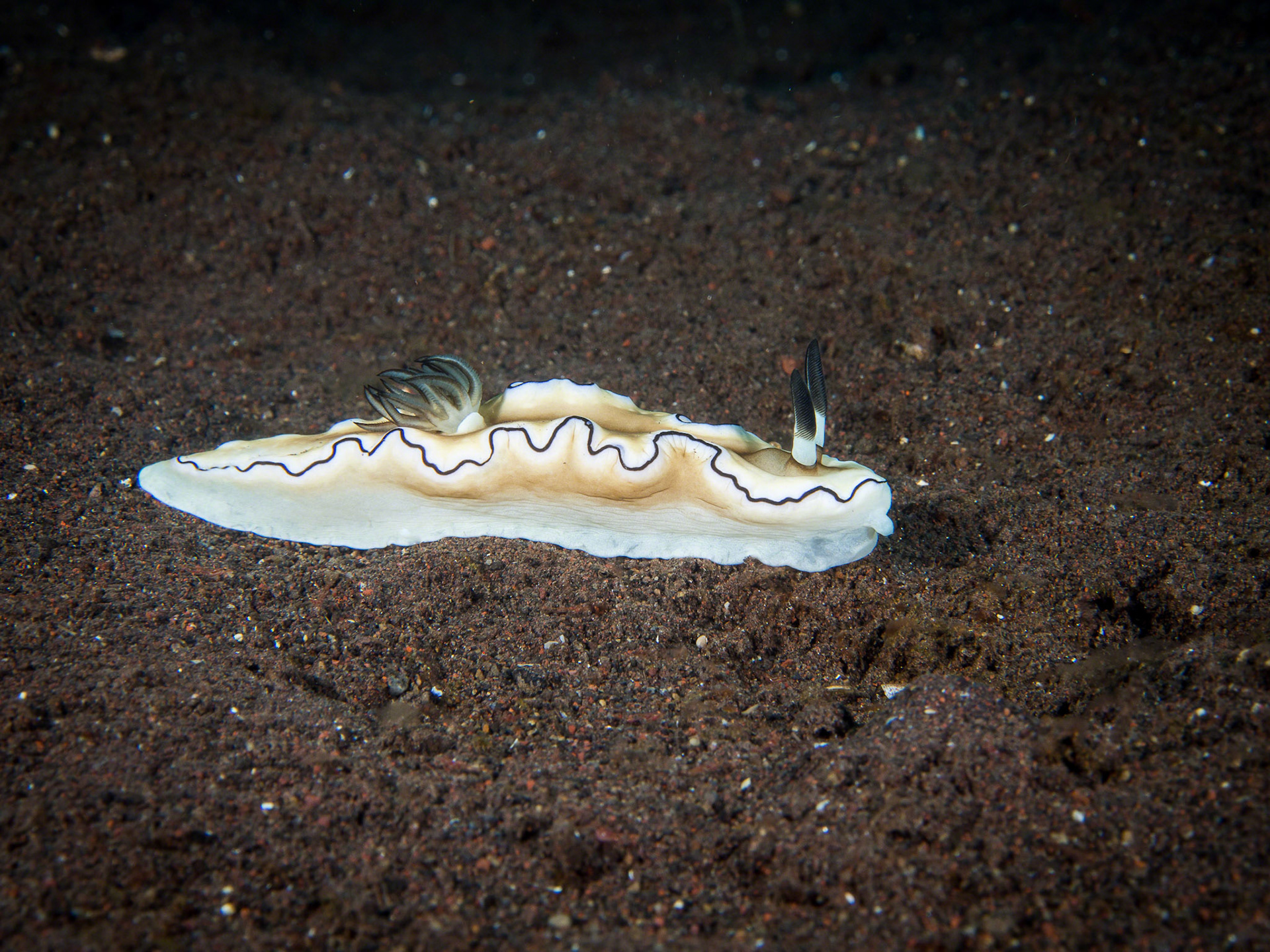 Glossodoris atromarginata