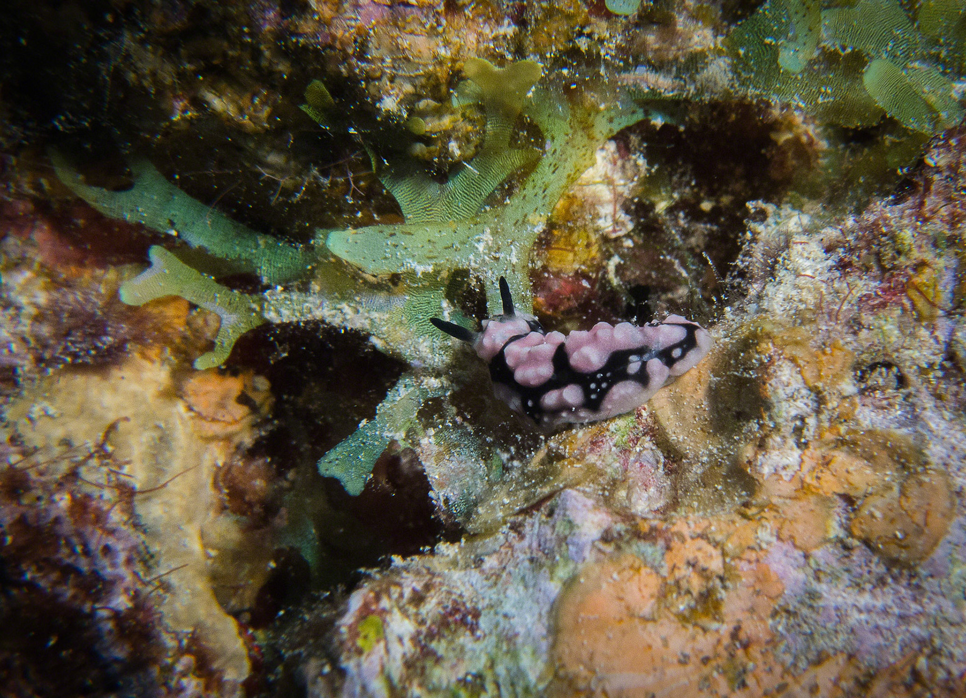 Phyllidiella pustulosa