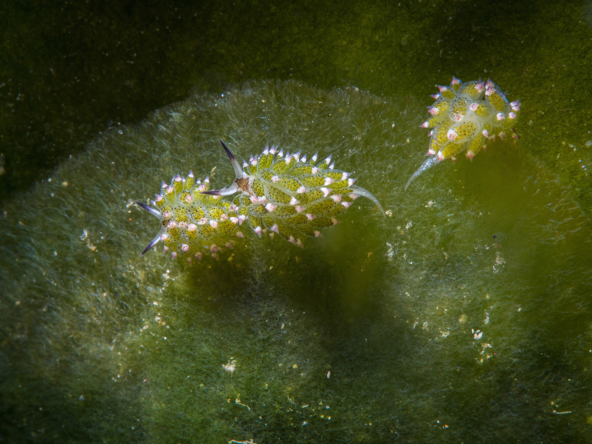 Costasiella kuroshimae