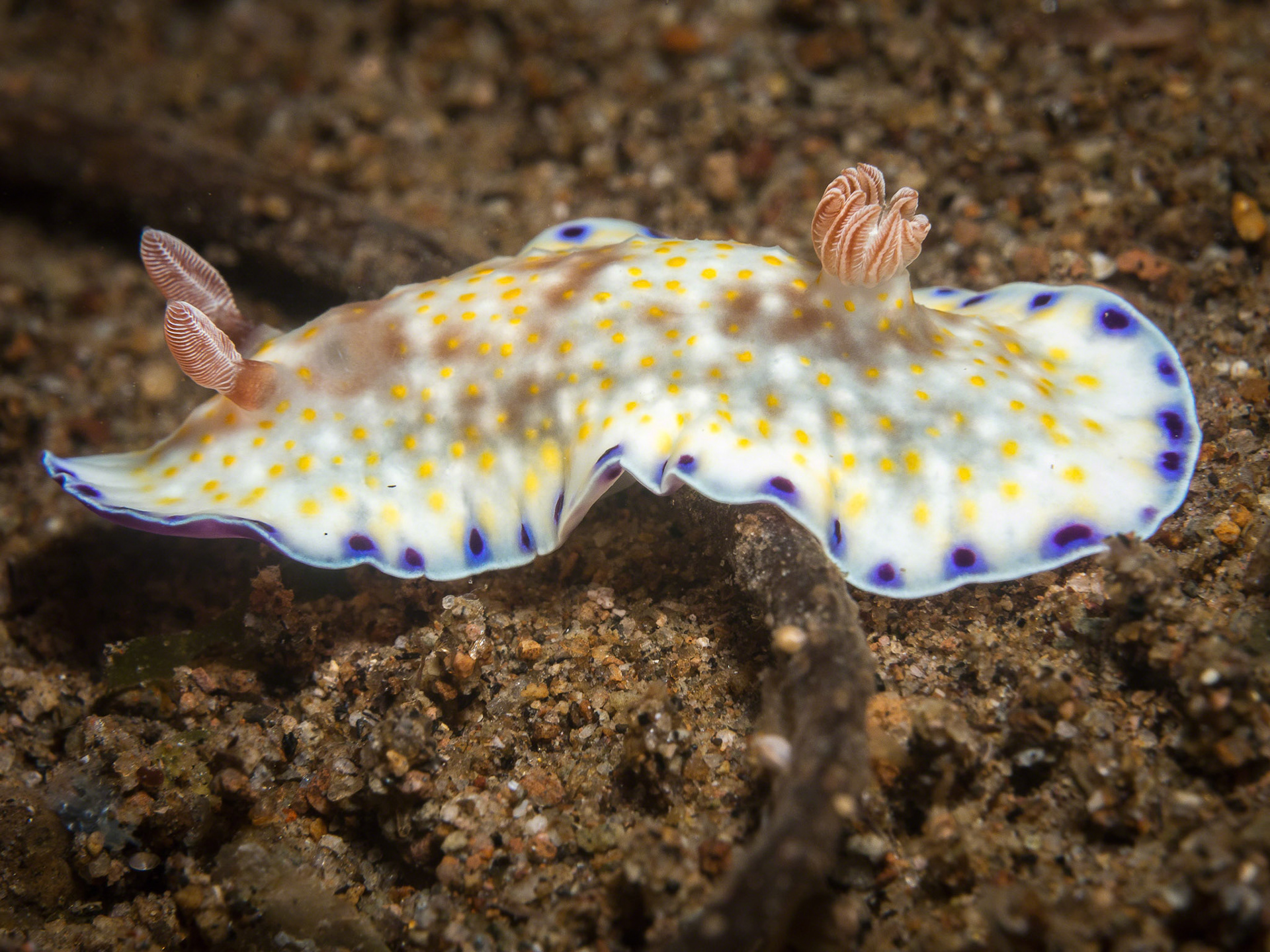 Chromodoris Alius