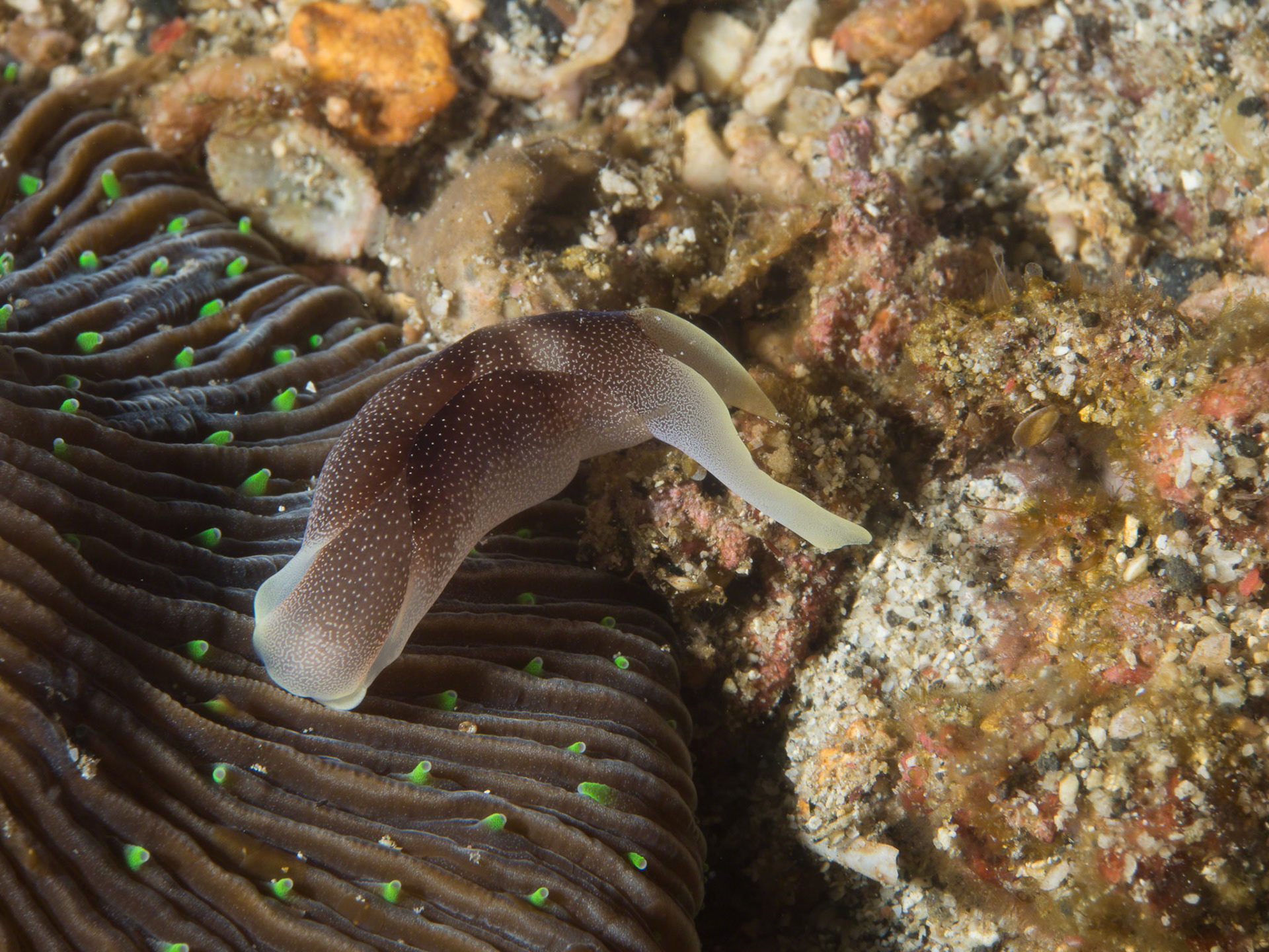 Chelidonura amoena