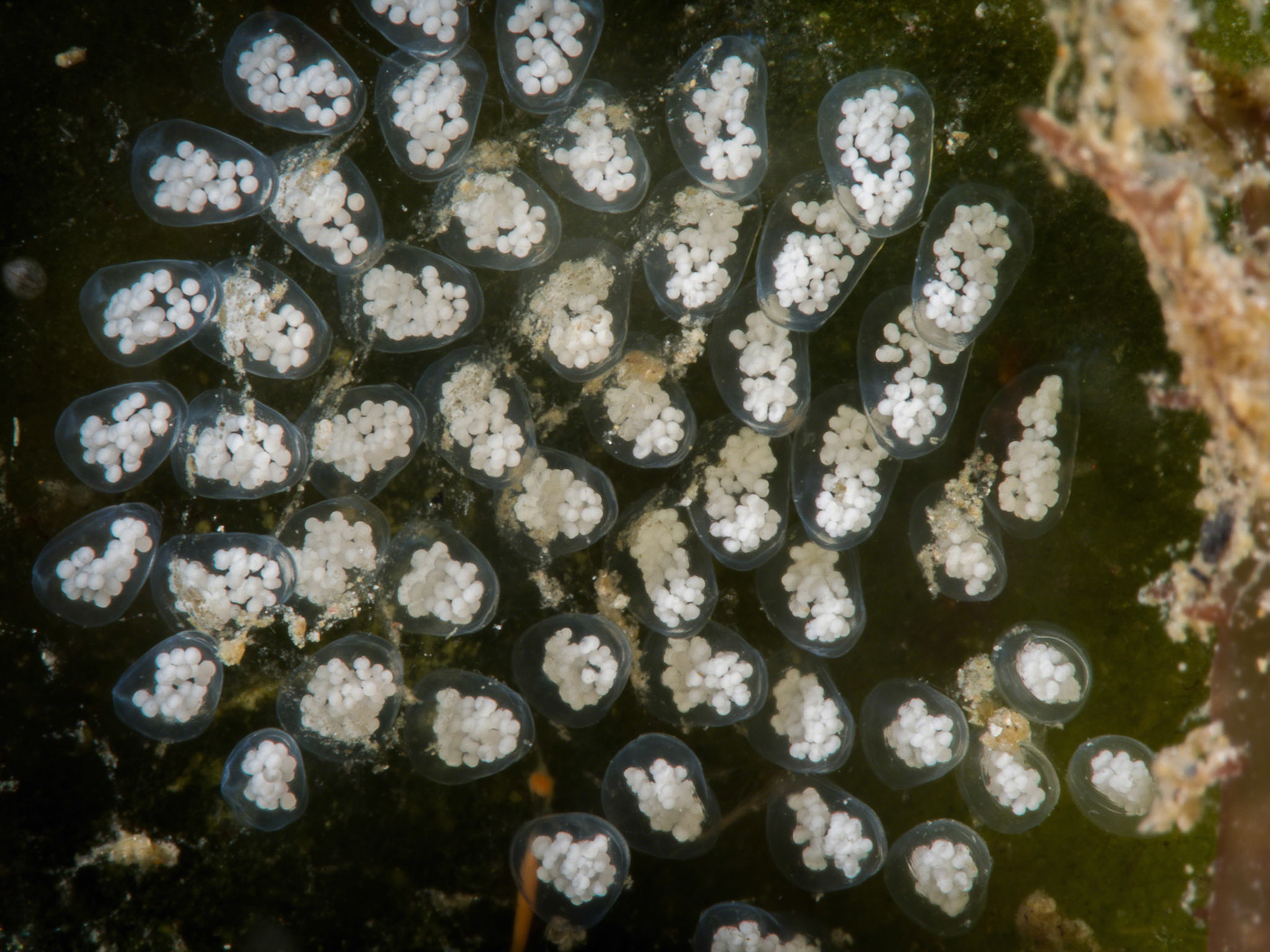 Costasiella kuroshimae eggs