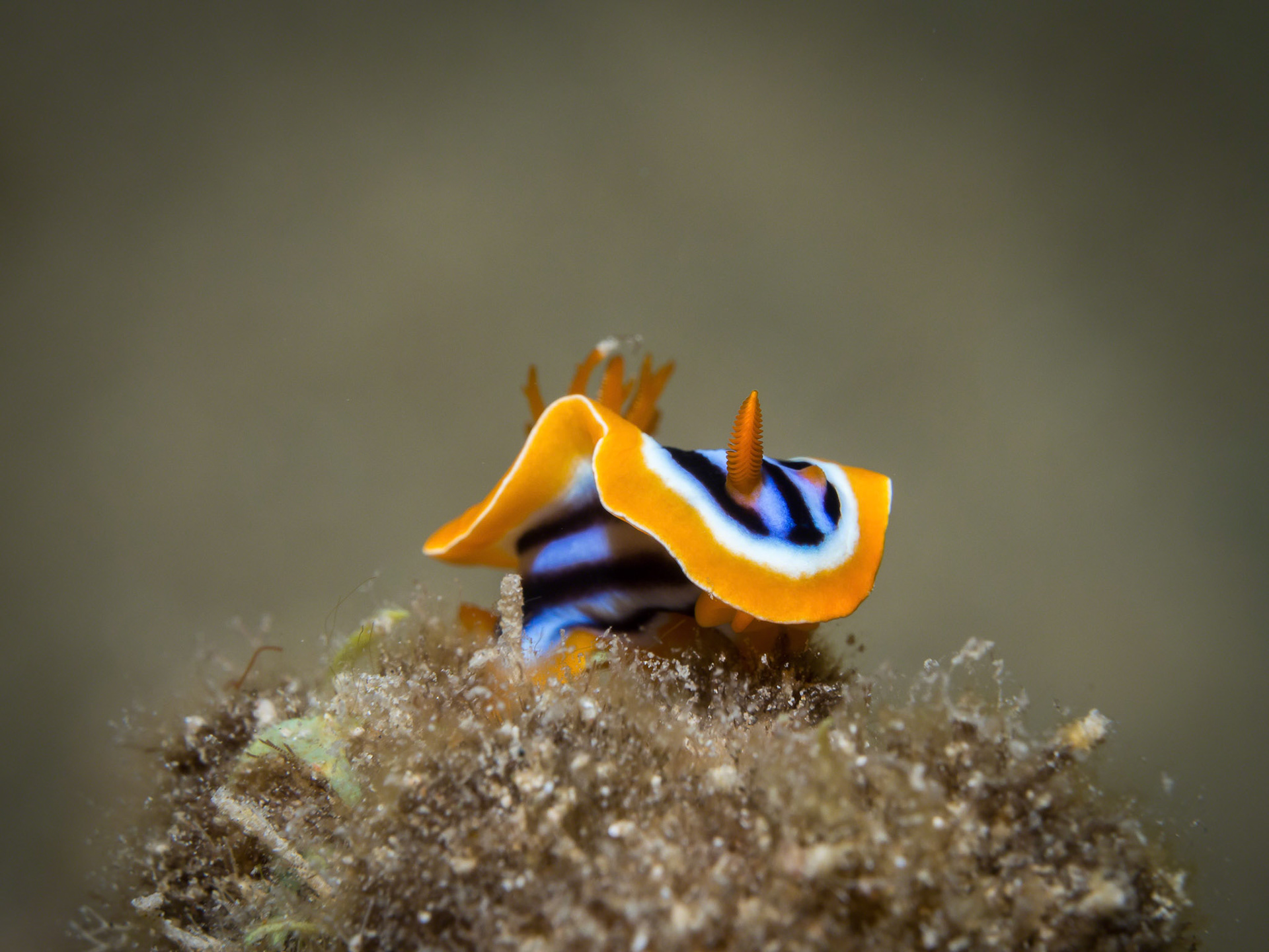 Chromodoris quadricolor