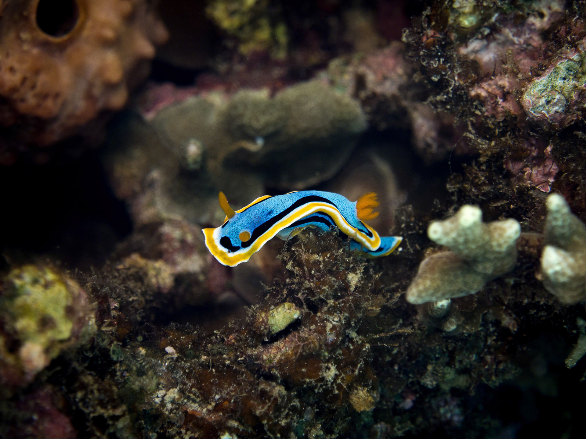Chromodoris annae