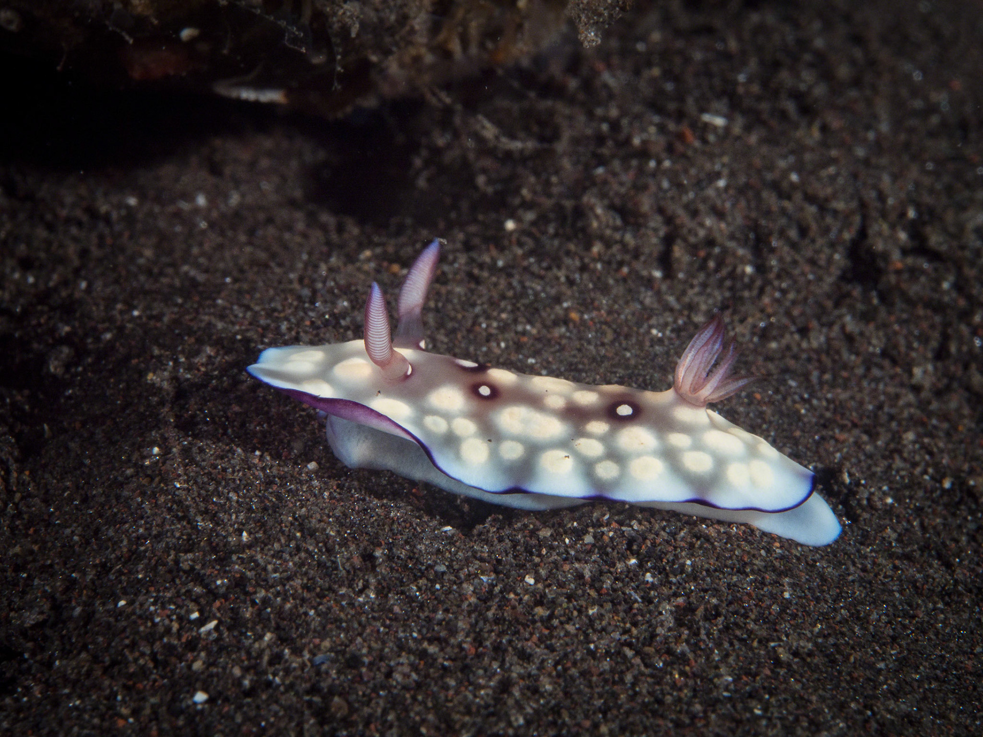 Chromodoris hintuanensis
