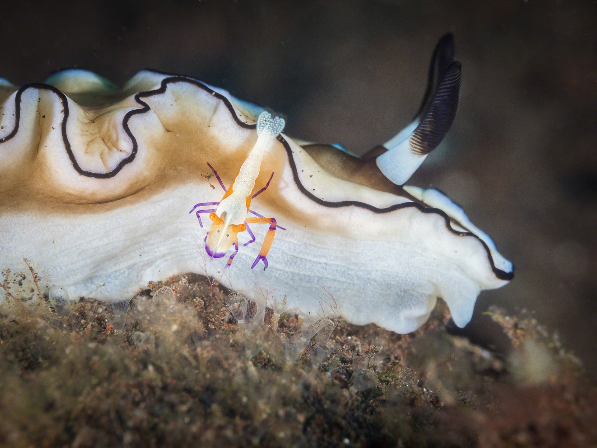 Glossodoris atromarginata
