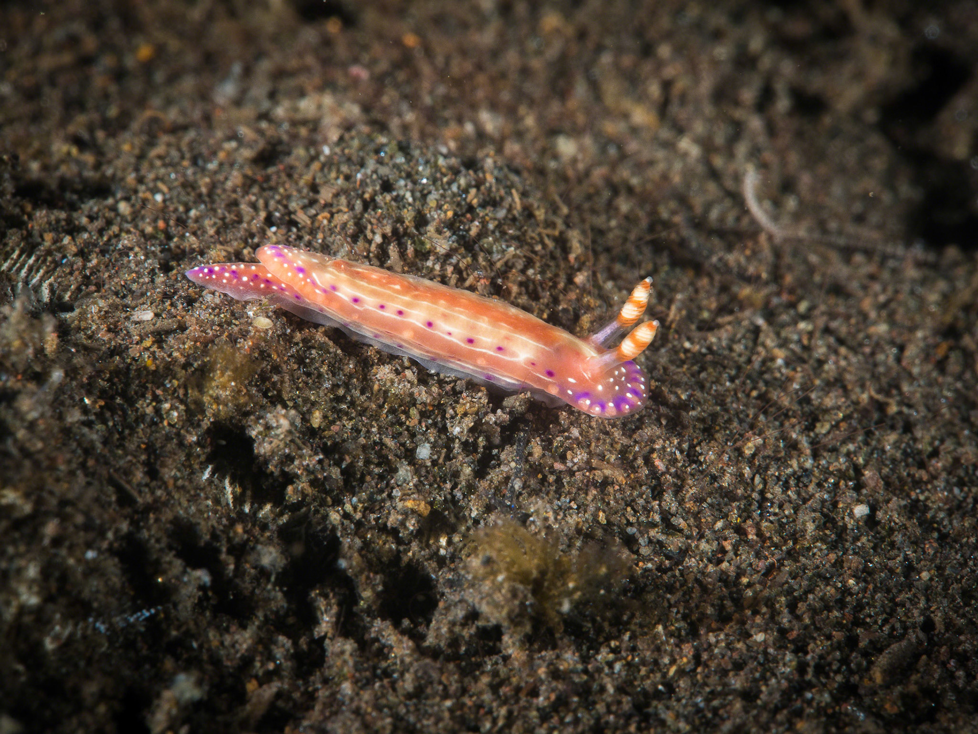Hypselodoris maculosa