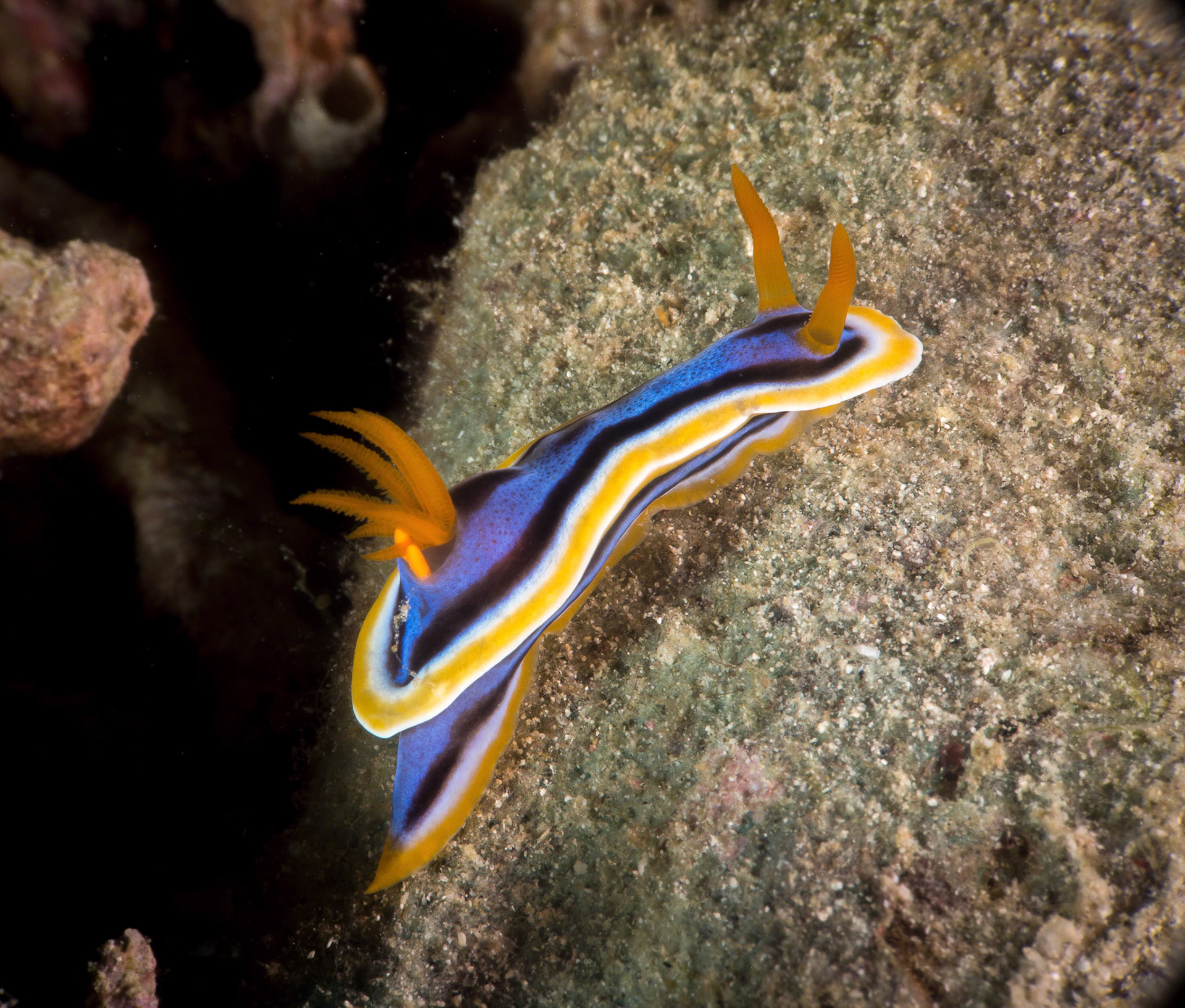 Chromodoris strigata