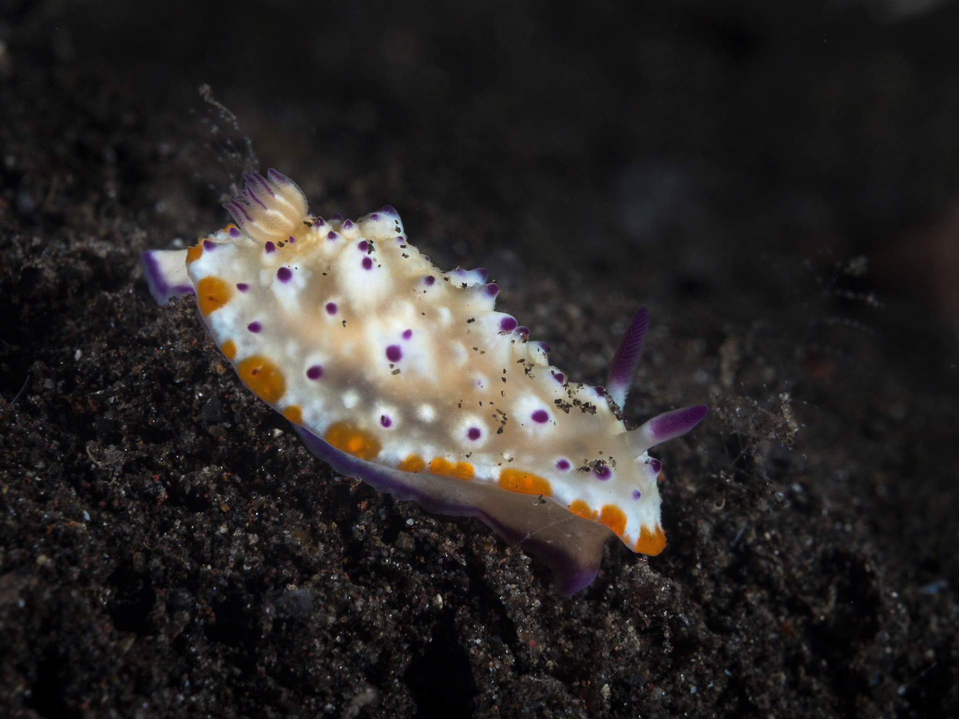 Mexichromis multituberculata