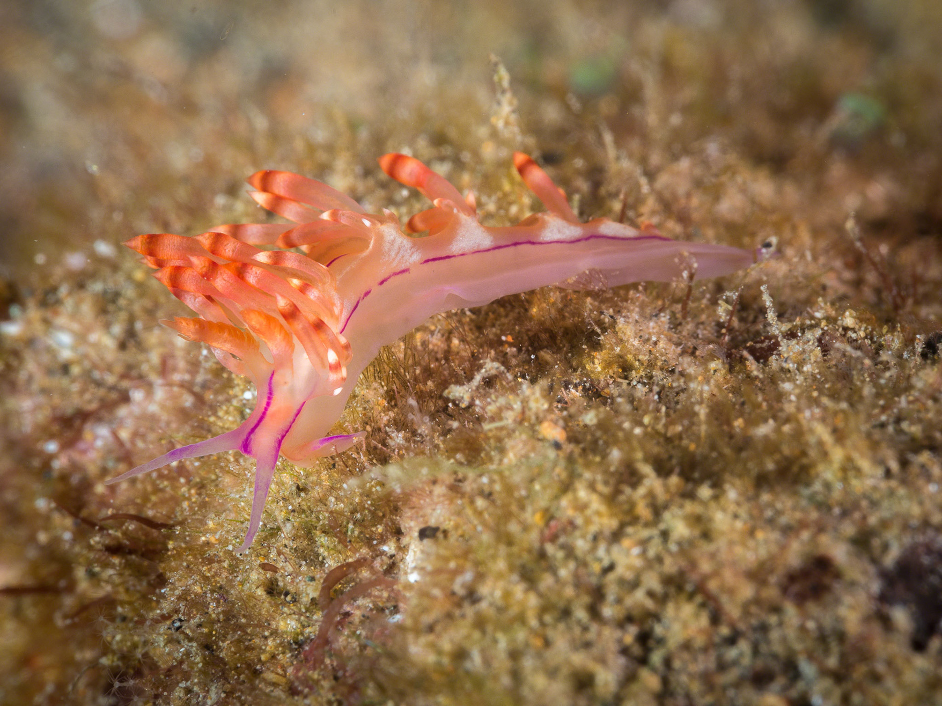Flabellina rubrolineata