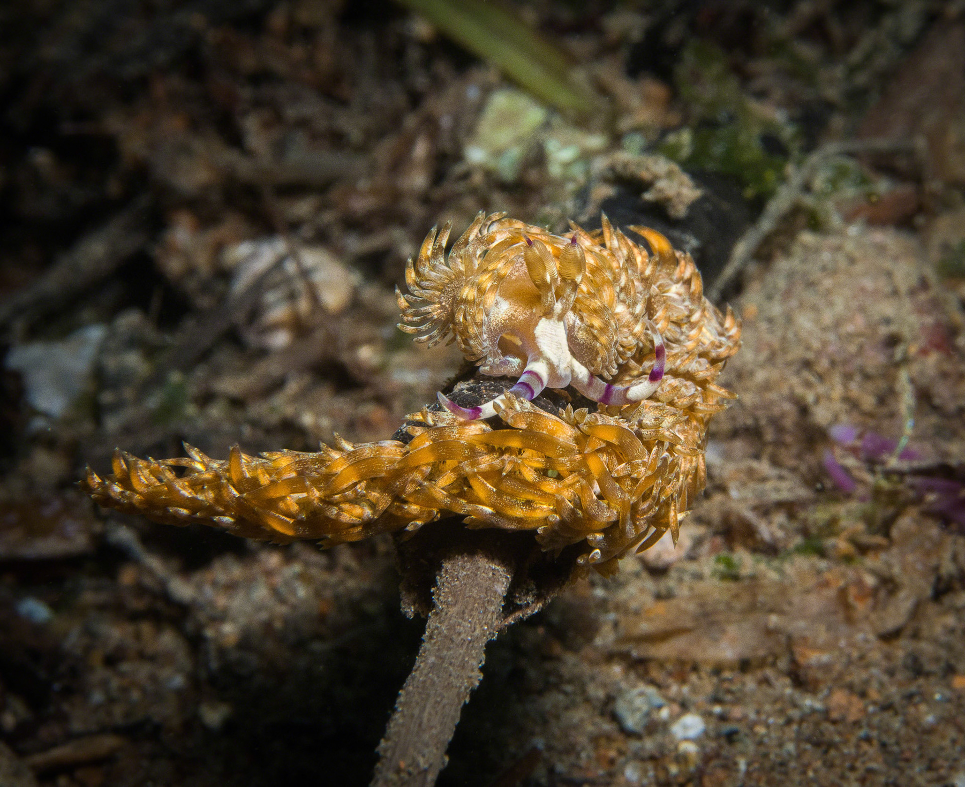 Pteraeolidia ianthina