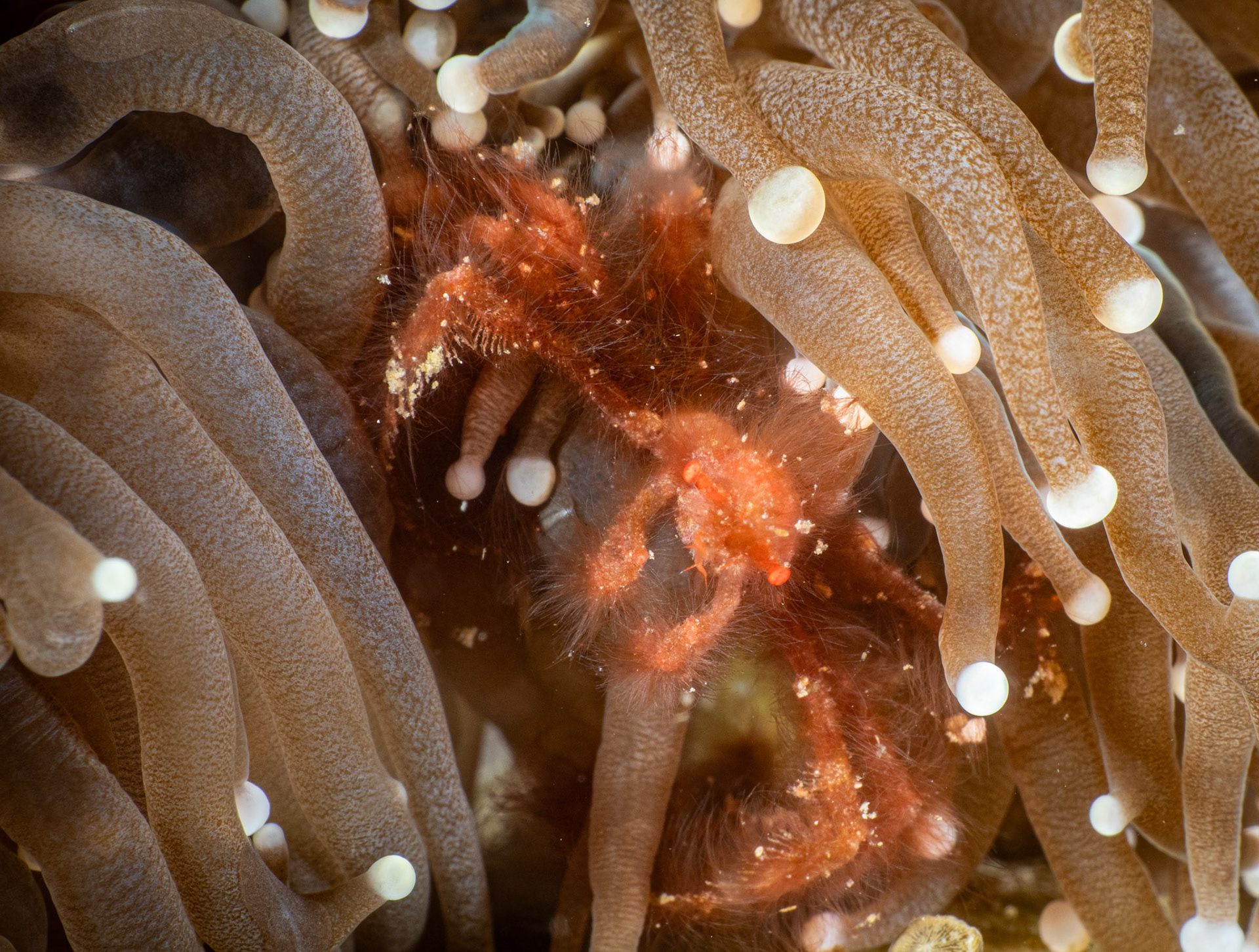 Orangutan Crab
