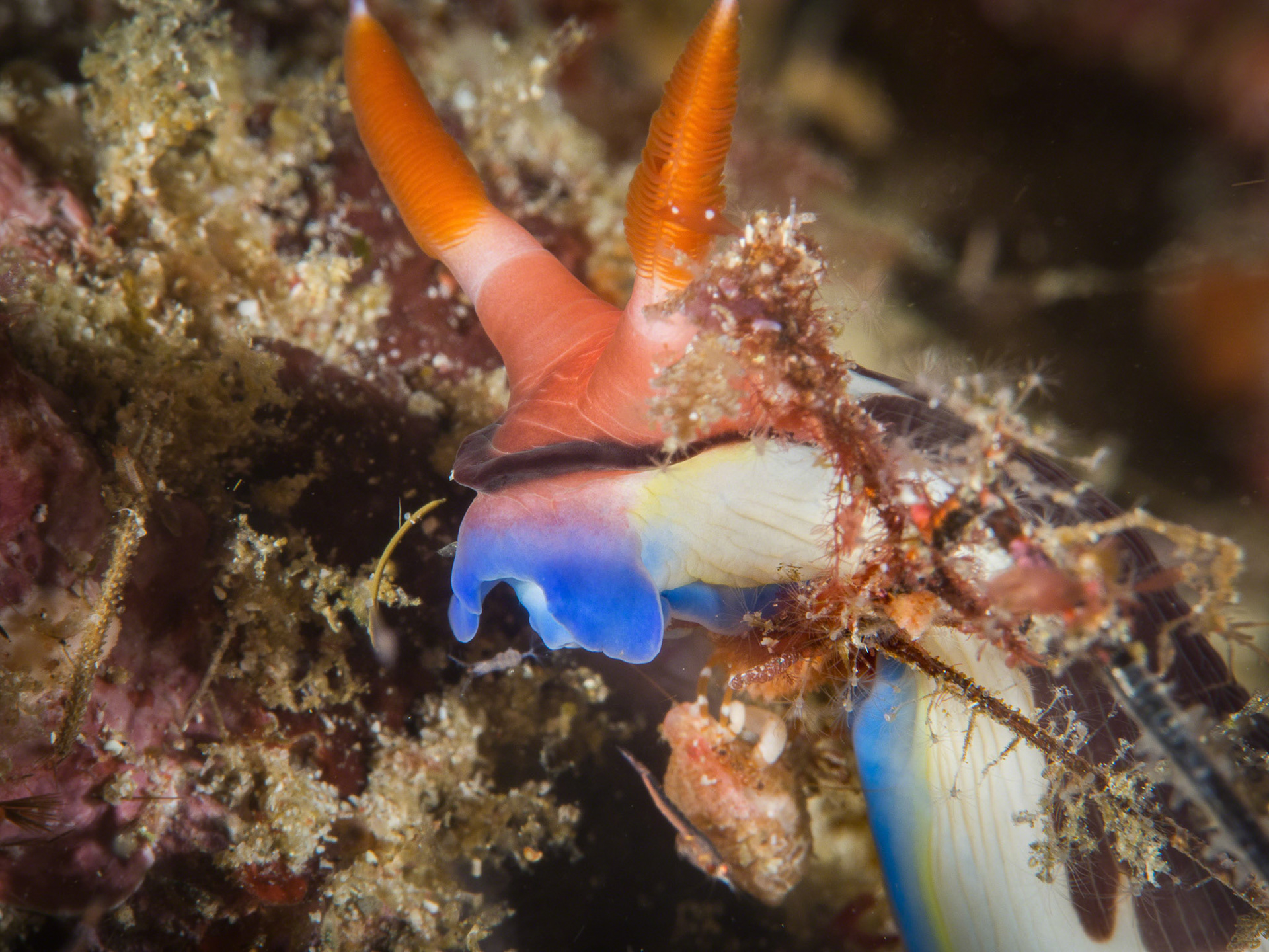 Nembrotha chamberlaini