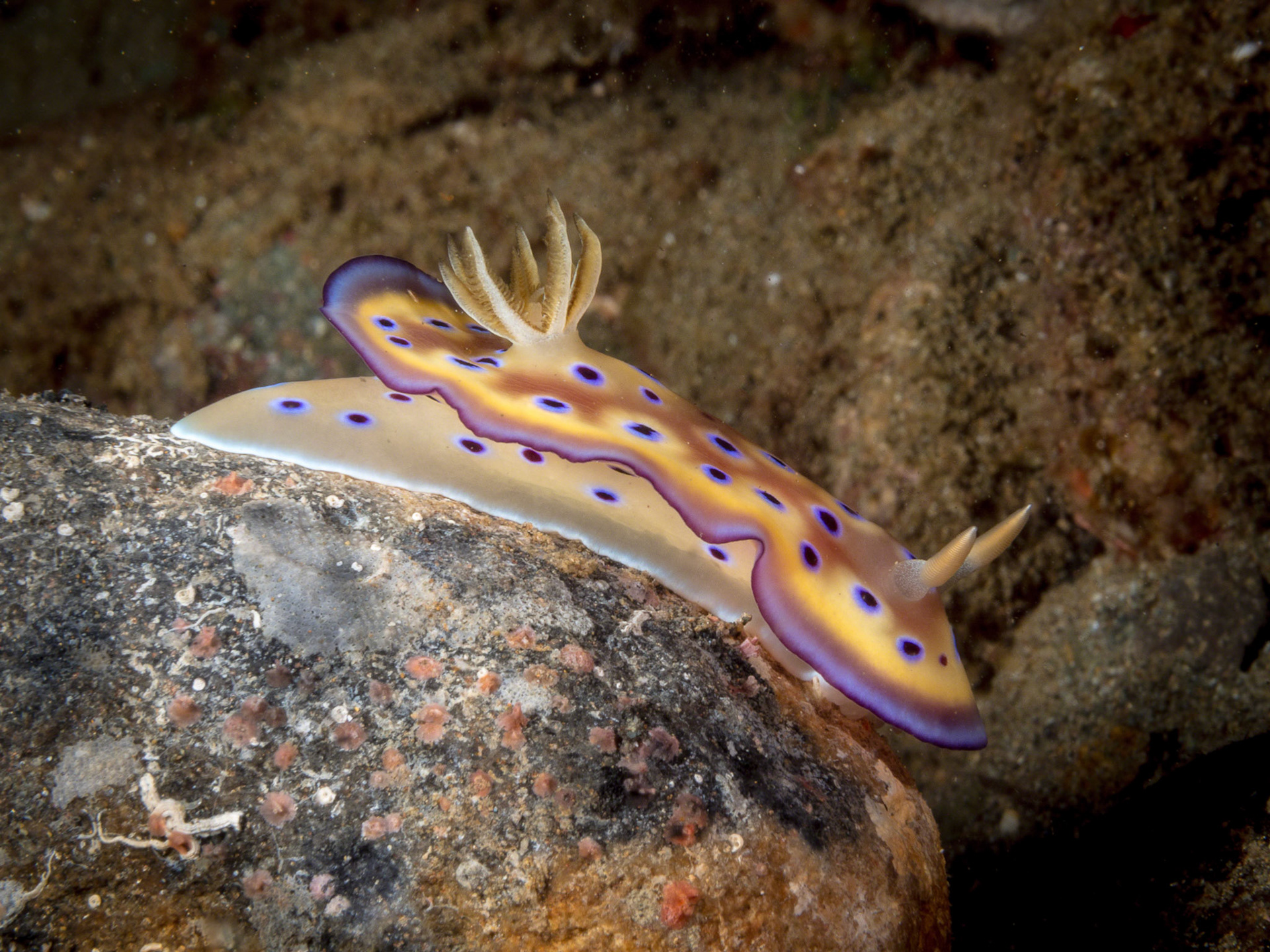 Chromodoris kuniei