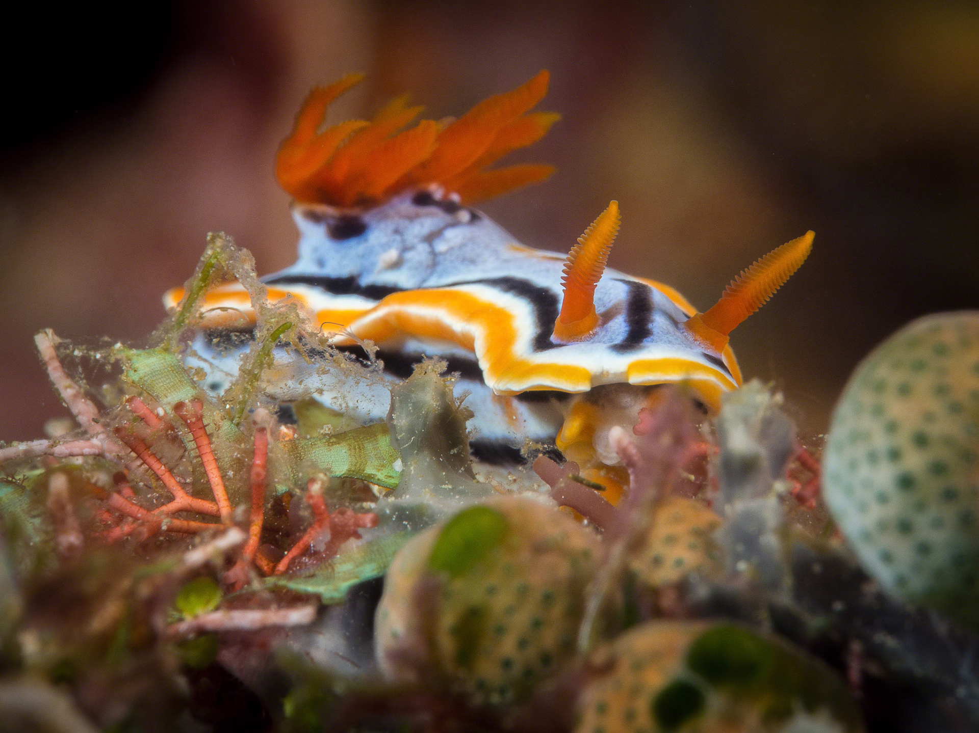 Chromodoris annae